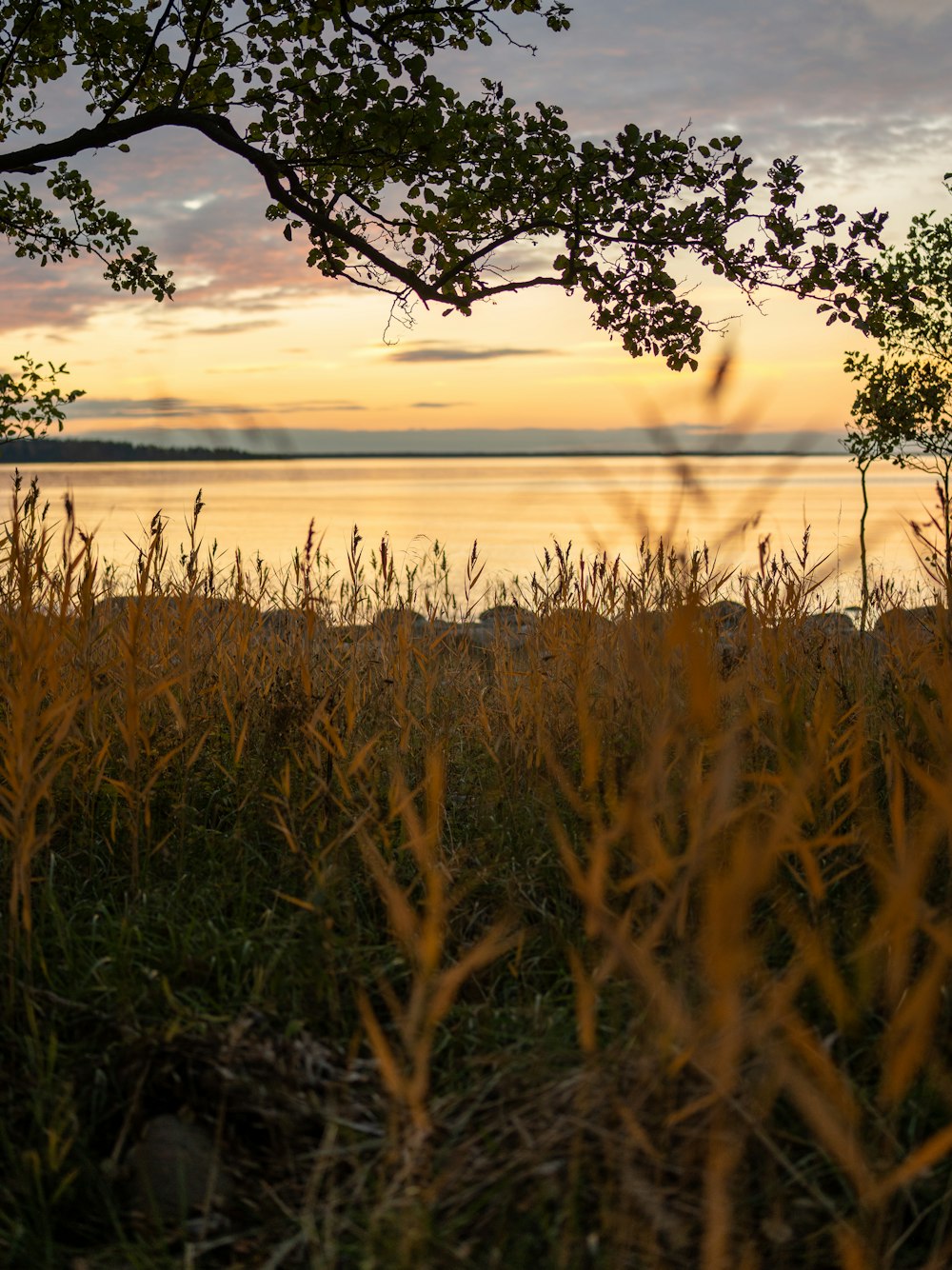 a field of tall grass with a body of water in the background