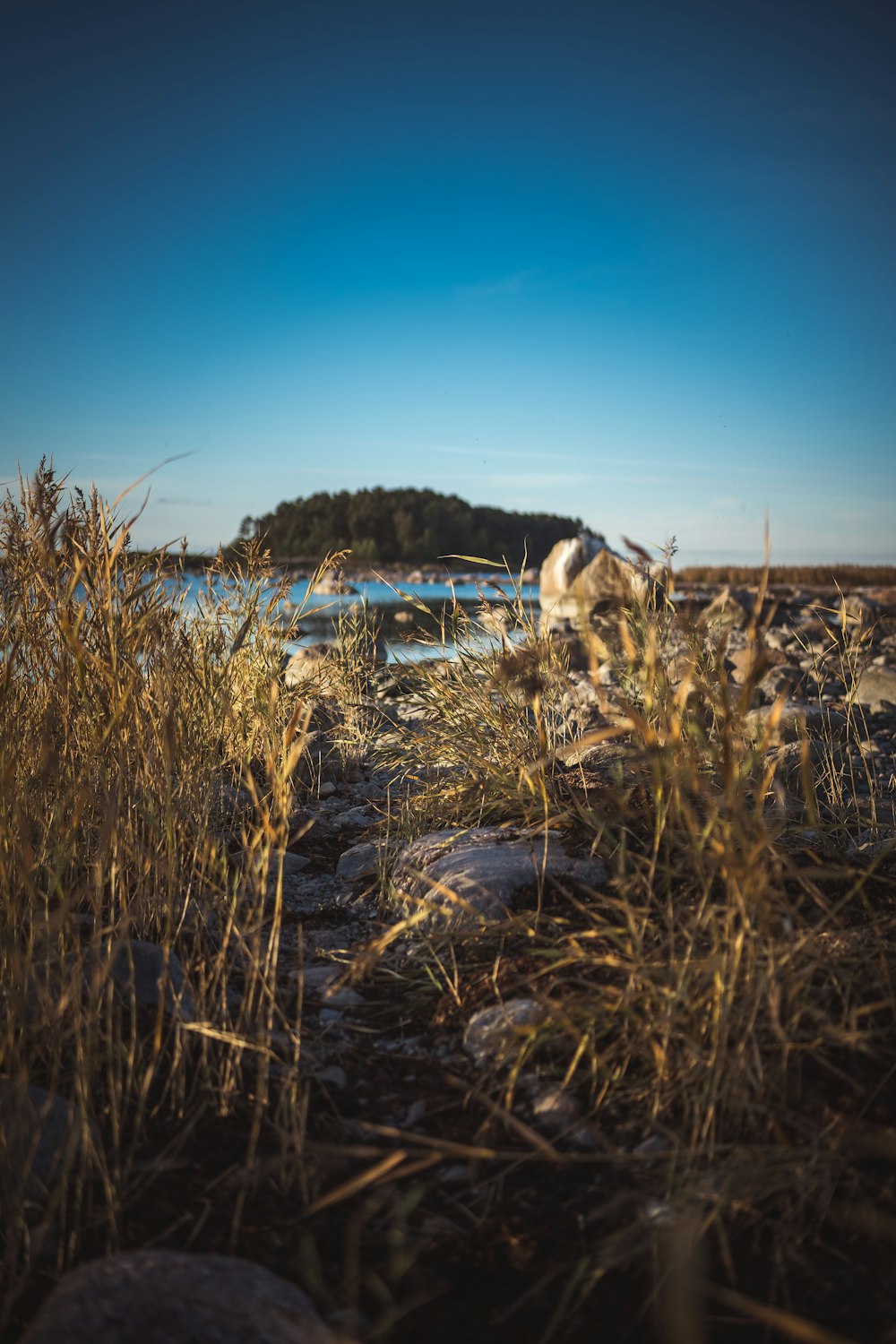 un campo de trigo