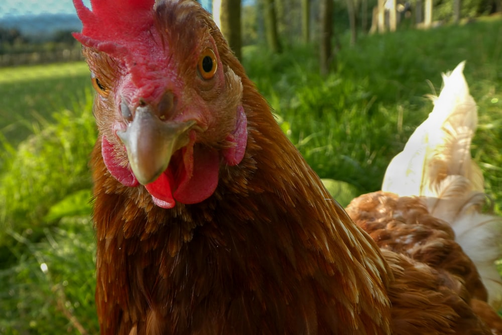 un gallo con un cappello rosso