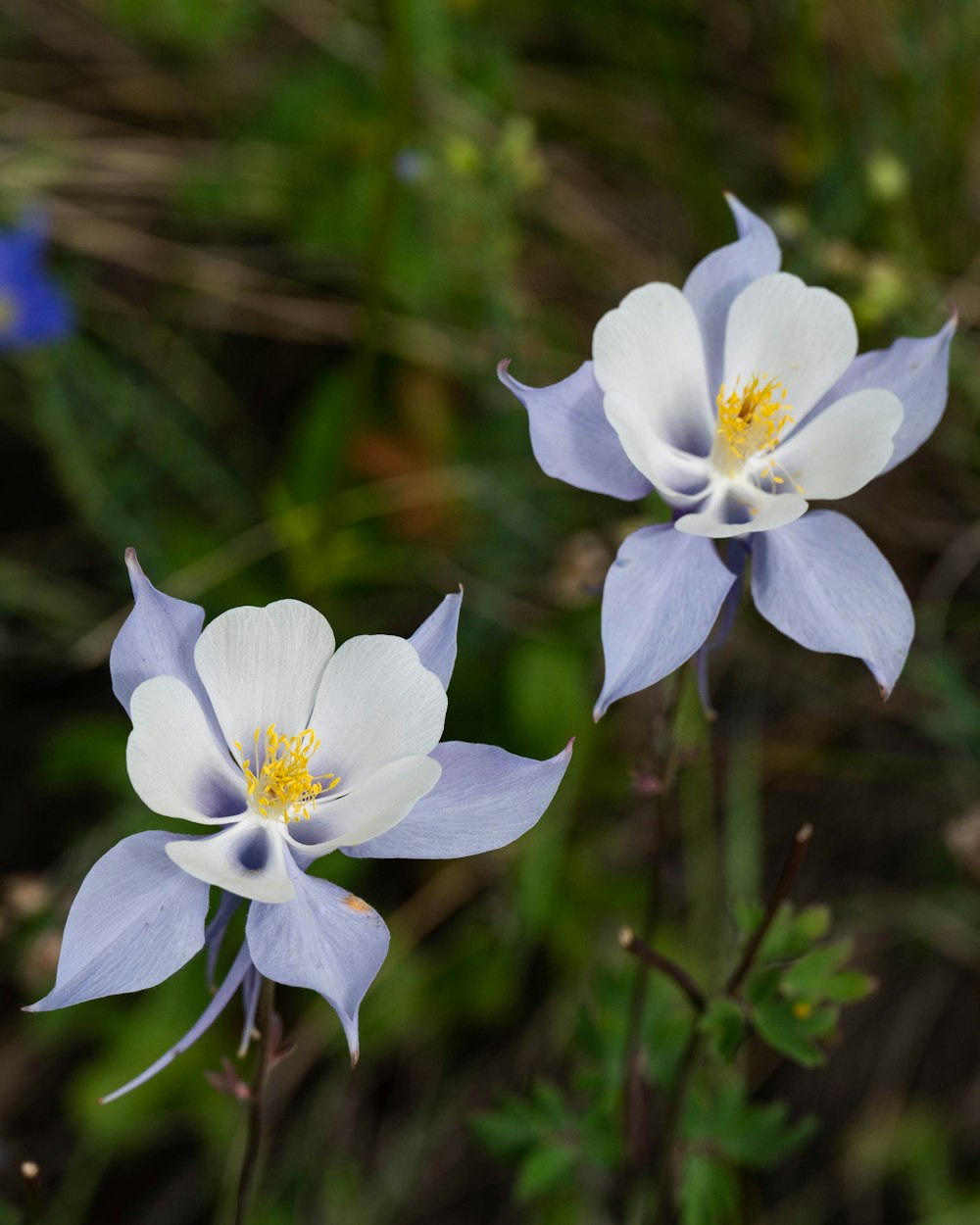 a group of white flowers