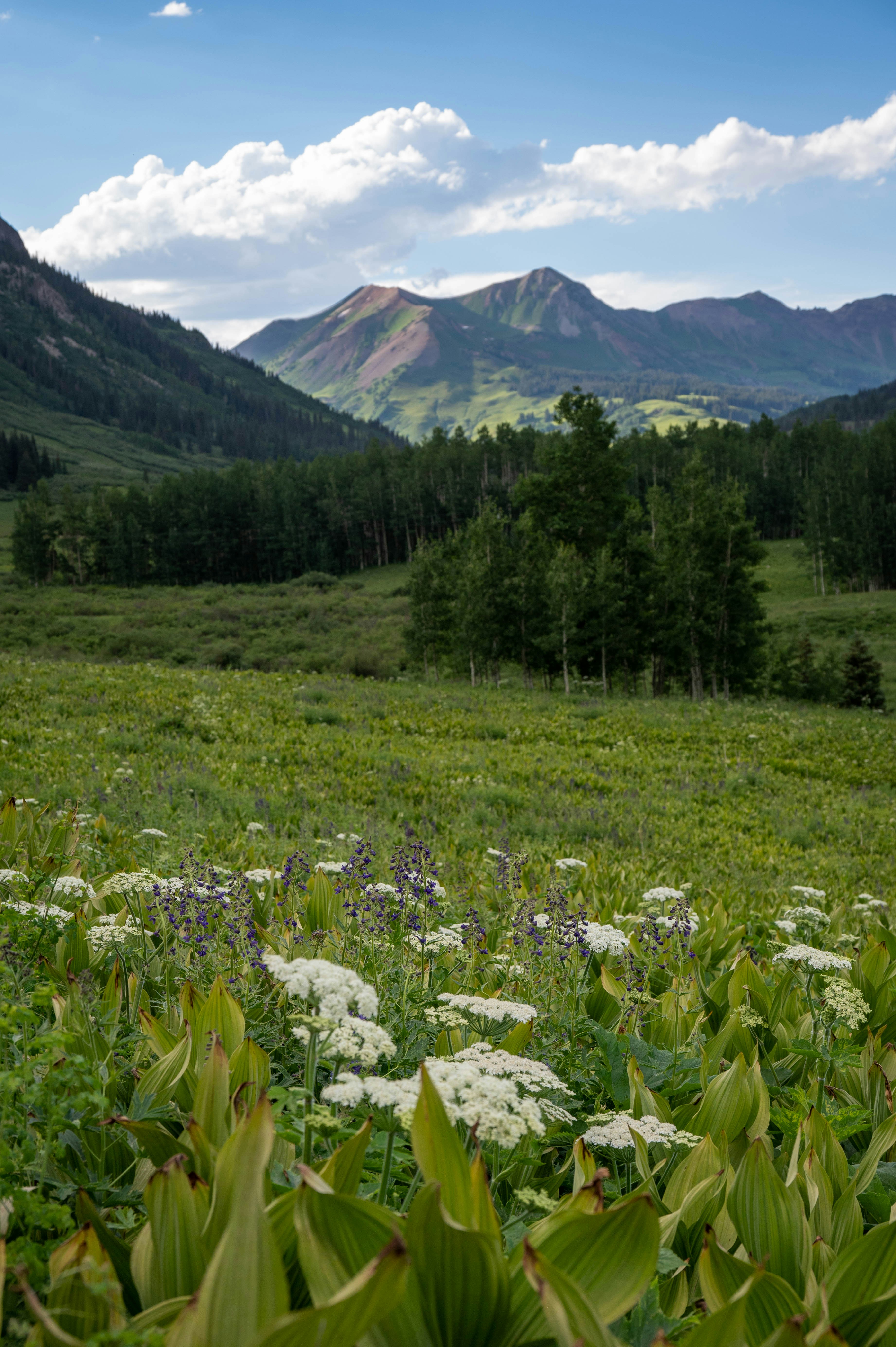 A field of flowers with mountains in the background photo – Free ...