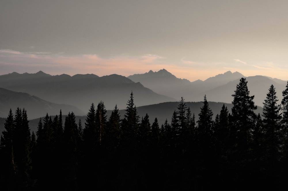 a foggy forest with mountains in the background