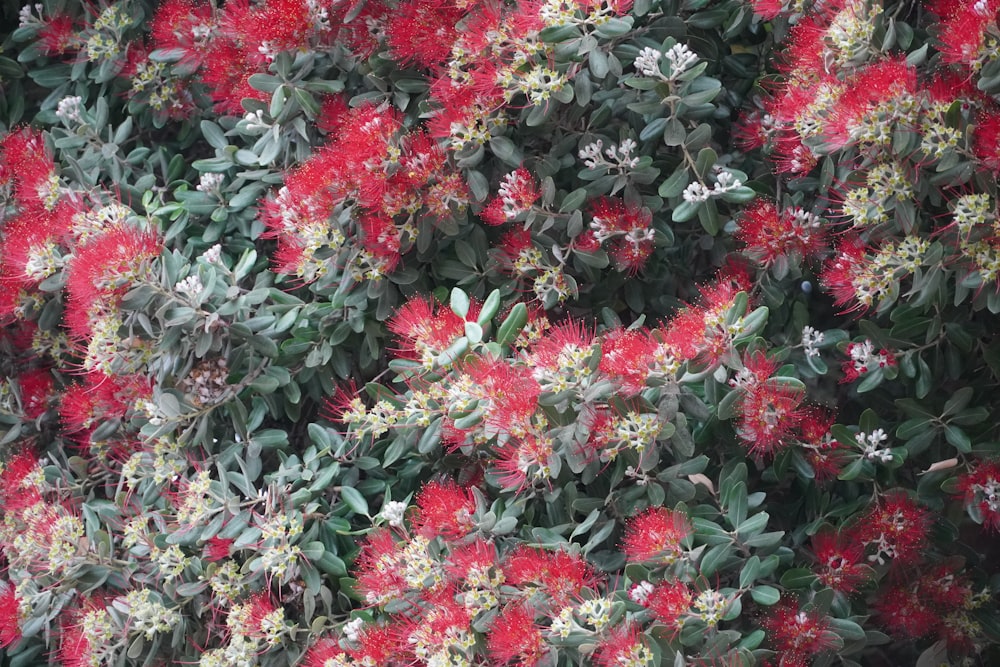 a bush with red flowers