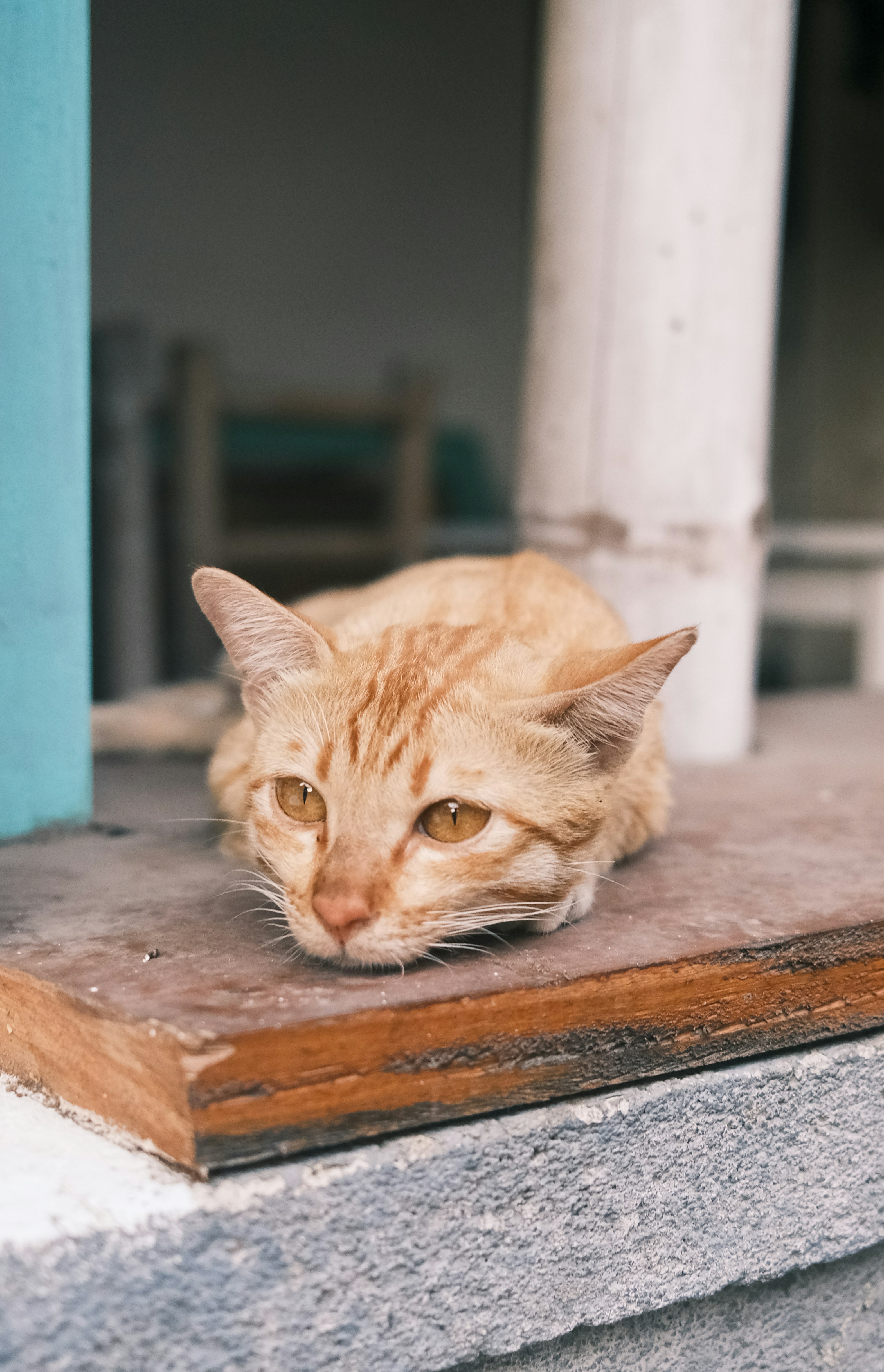 9 lives isn't enough to capture the amazing-ness of cats. You need high-quality, professionally photographed images to do that. Unsplash's collection of cat images capture the wonder of the kitty in high-definition, and you can use these images however you wish for free.