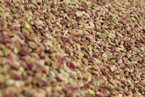 Premium Chilgoza Nuts