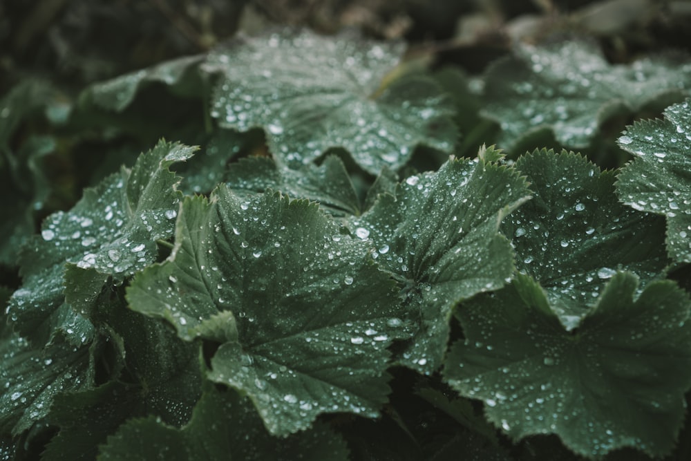 a close up of a leaf