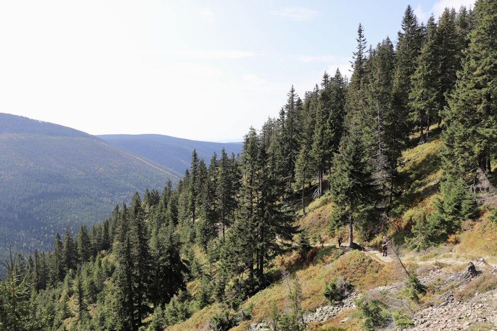 a group of people walking on a trail in a forest