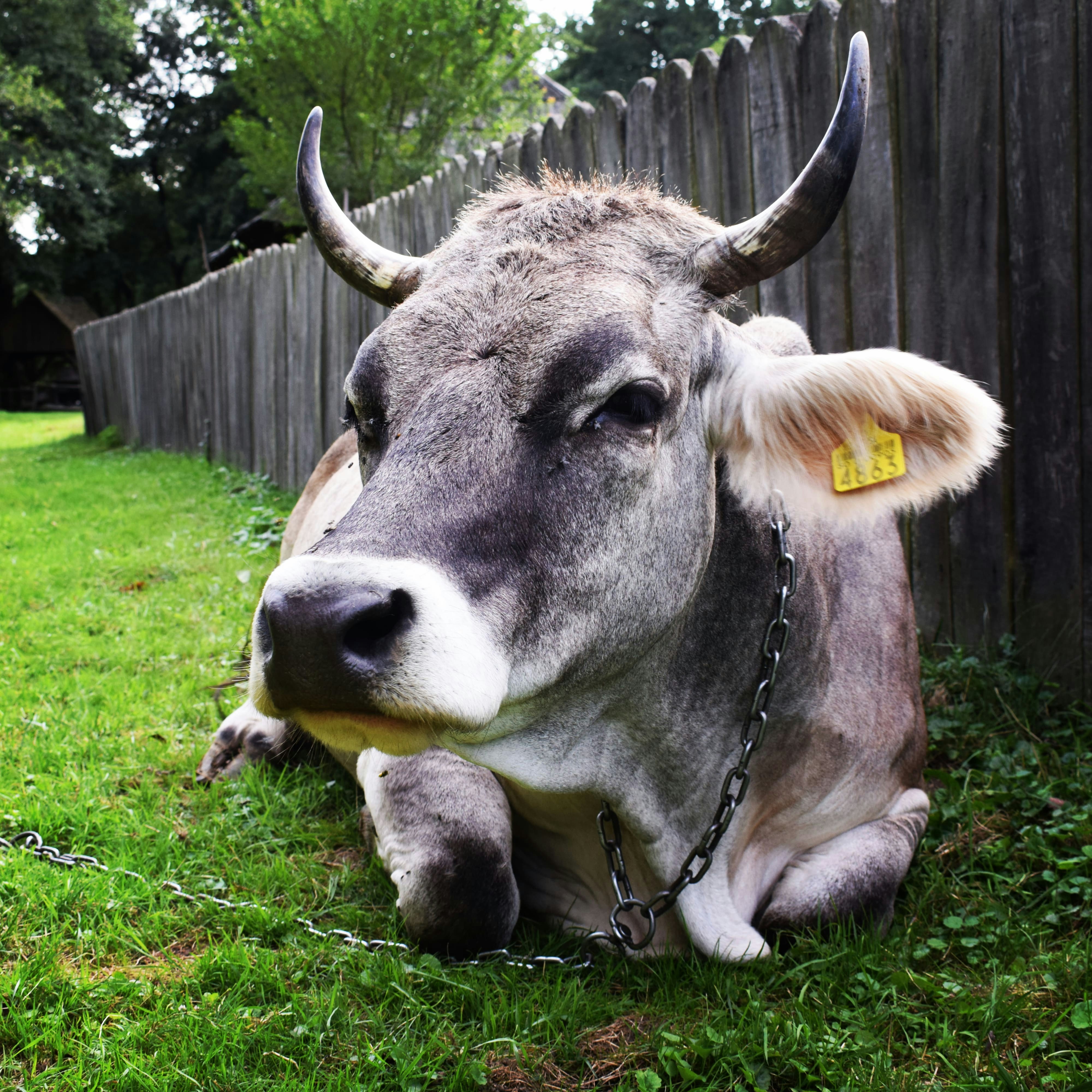 a cow lying on grass