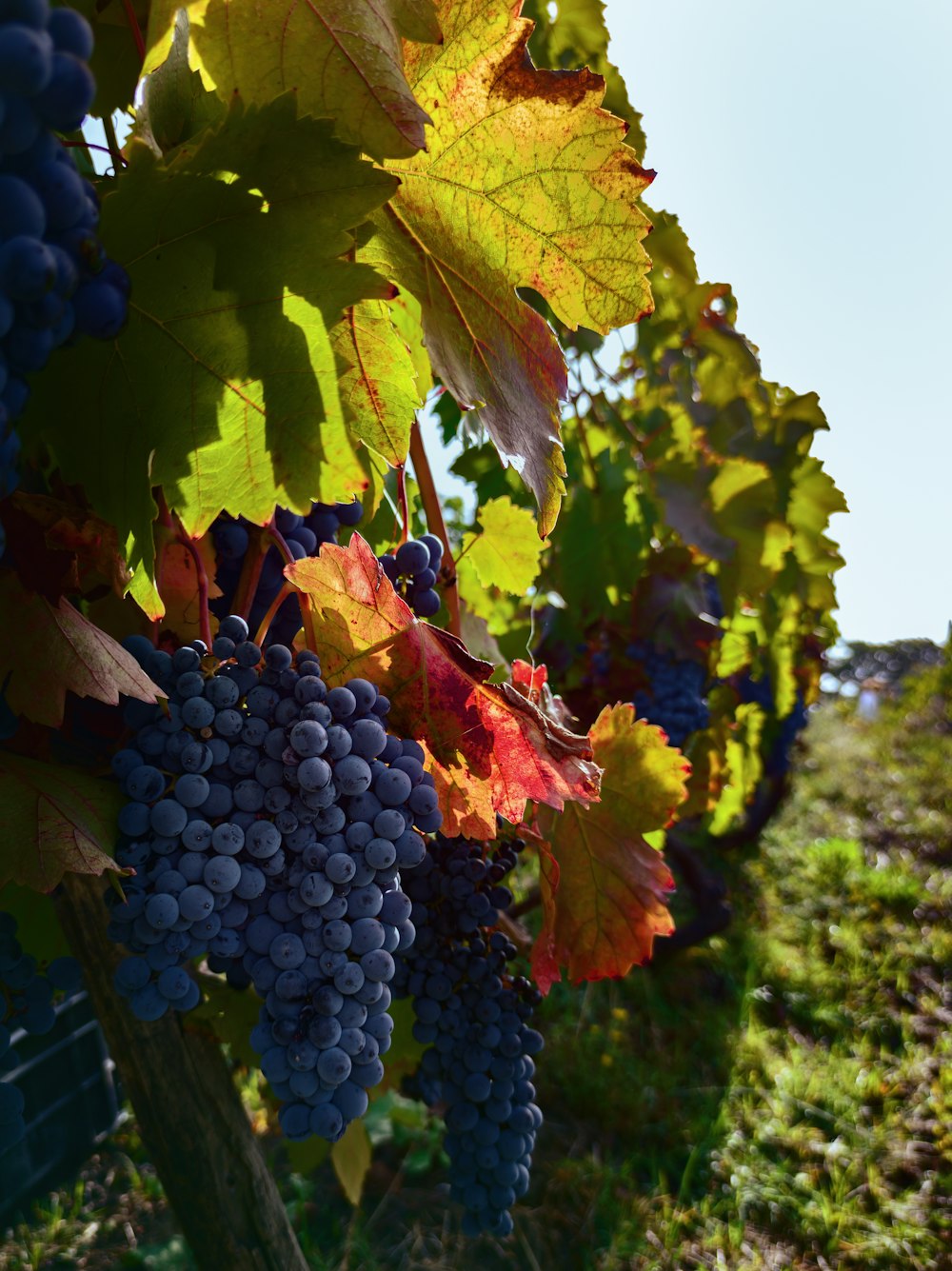 a bunch of grapes