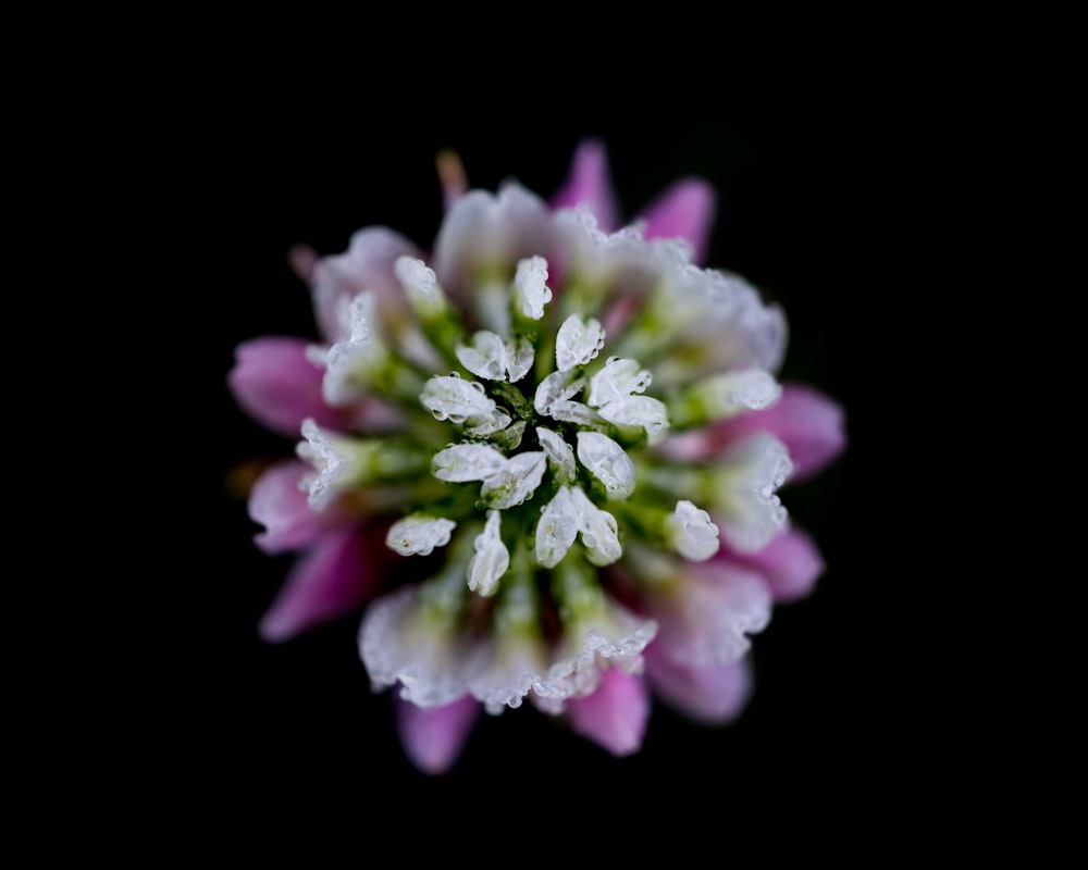 a close up of a flower