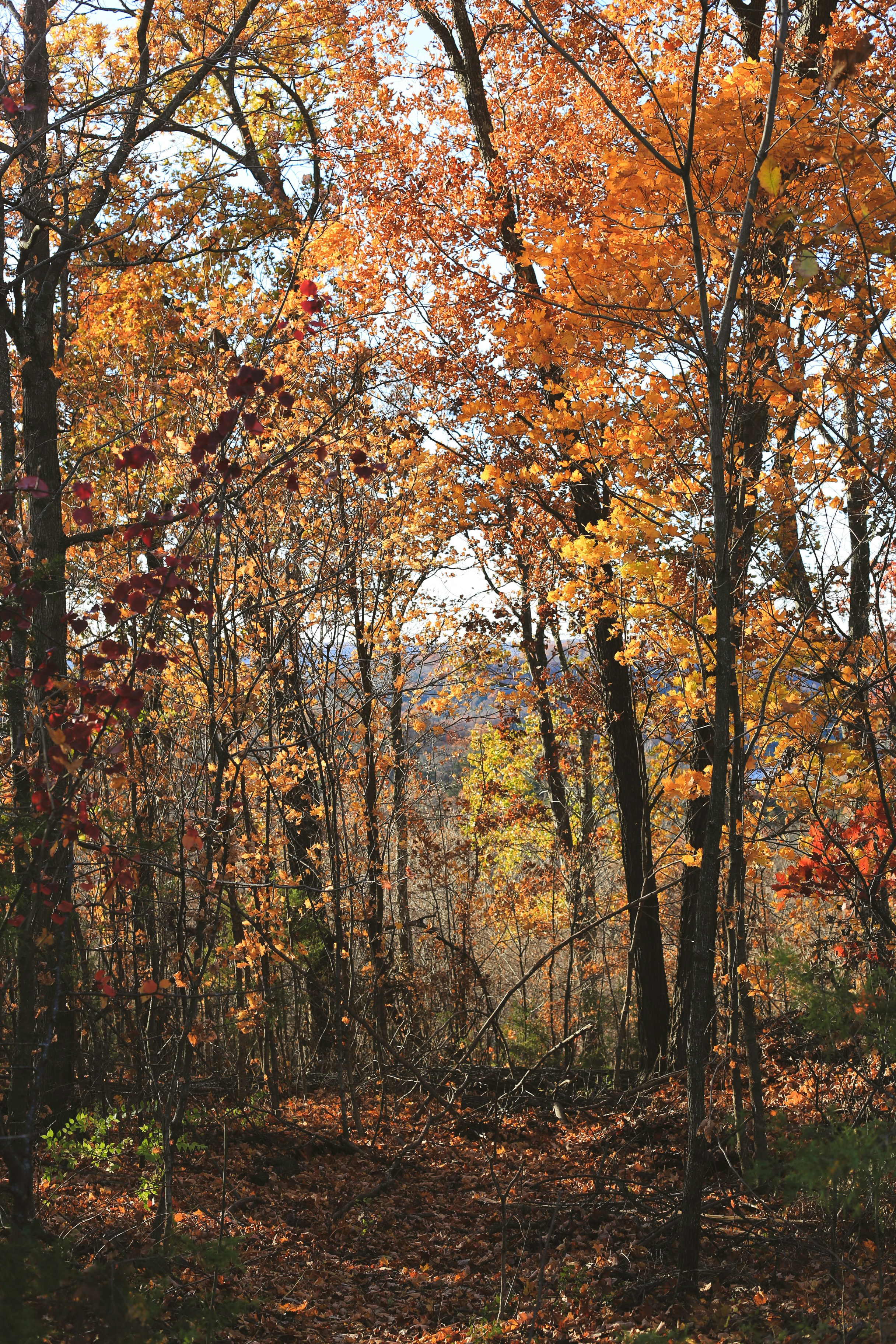 Photo by jessicalfadel