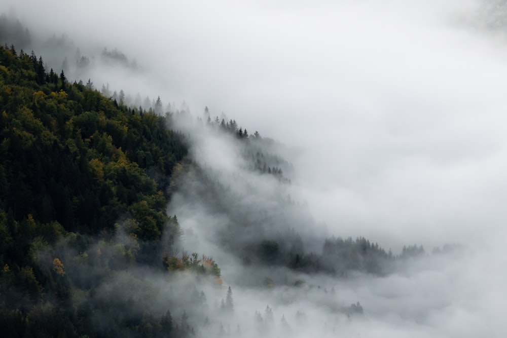 a forest with fog