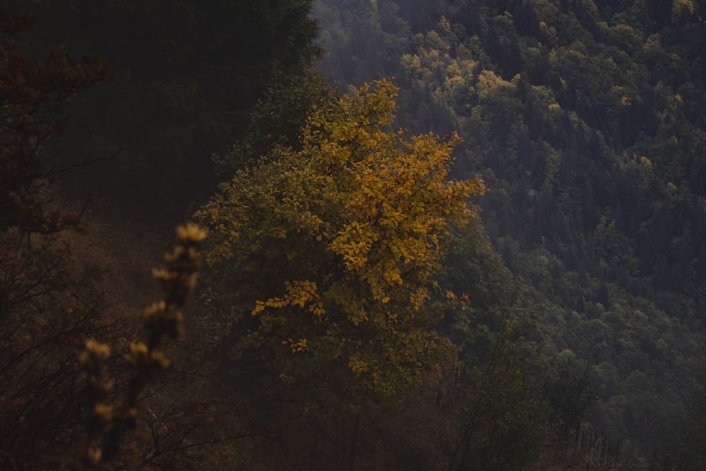 a tree with yellow leaves