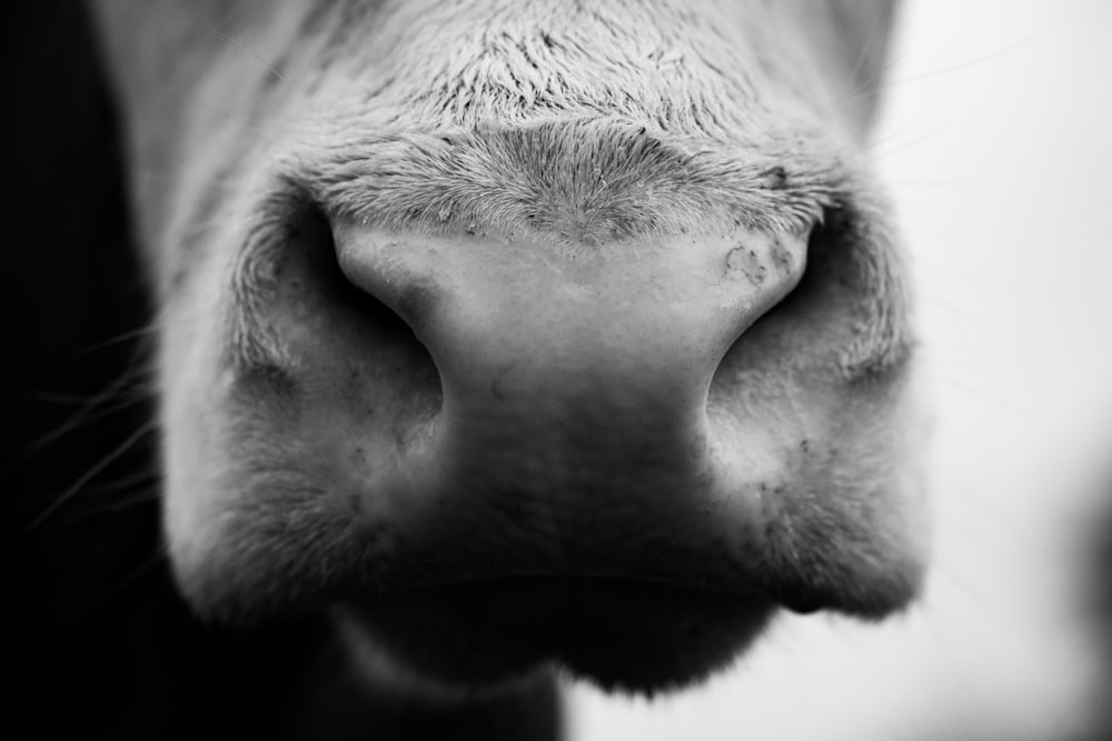 close up of a dogs nose