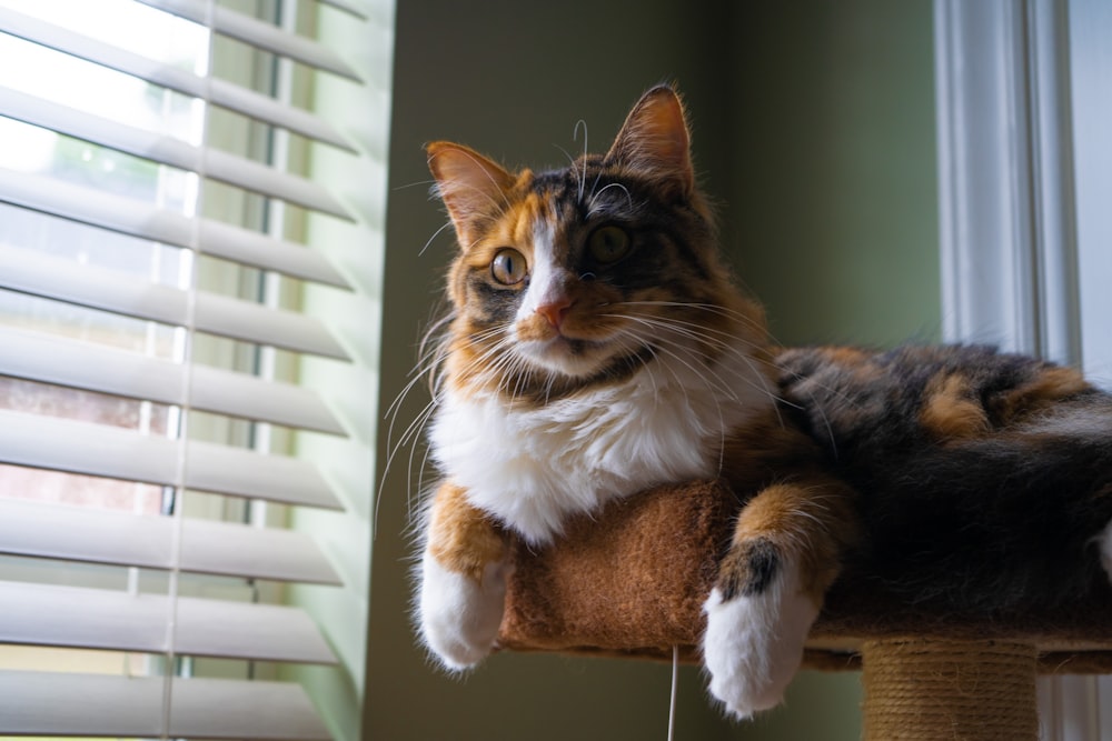 a cat lying on a window sill