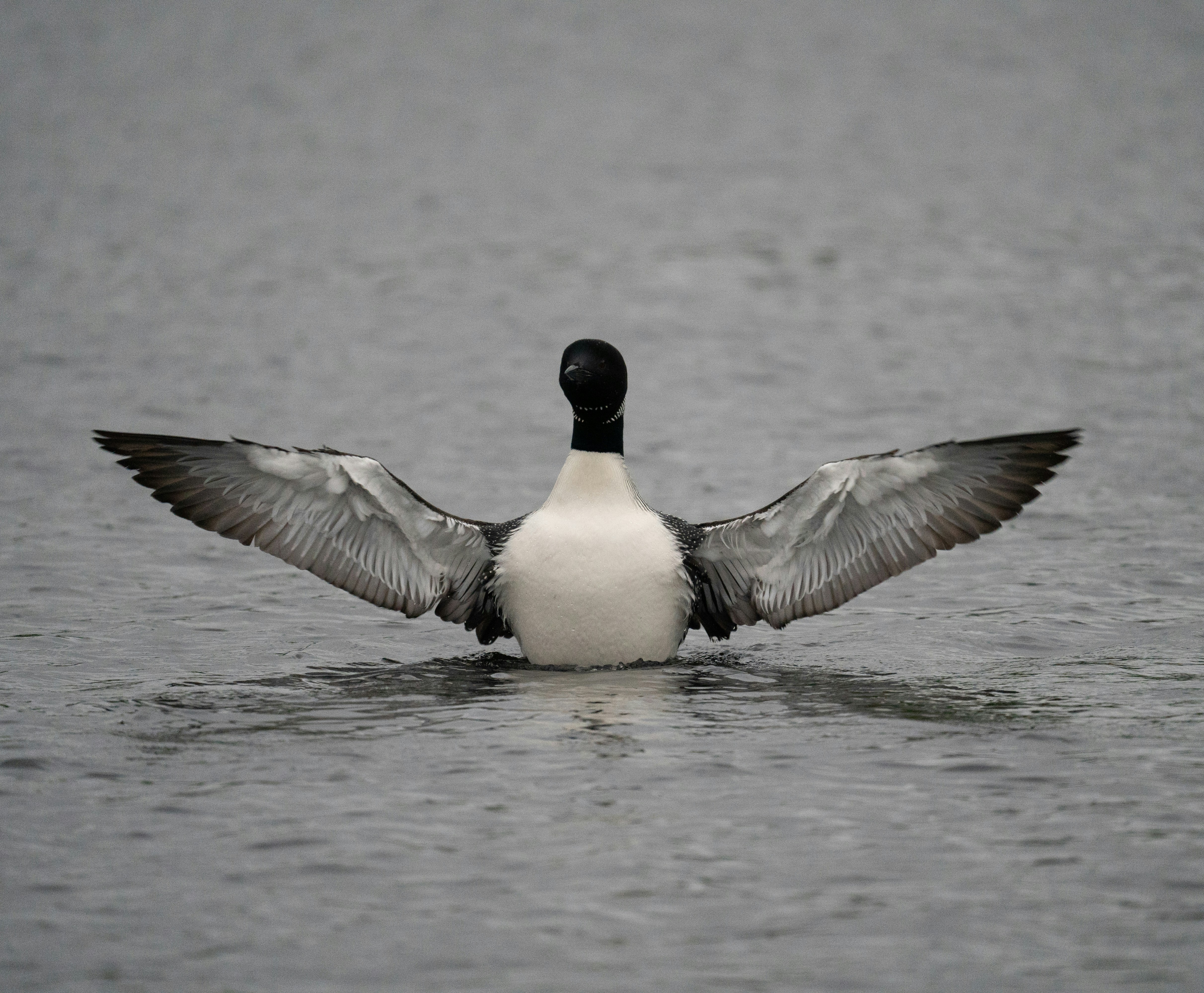 a bird flying over water