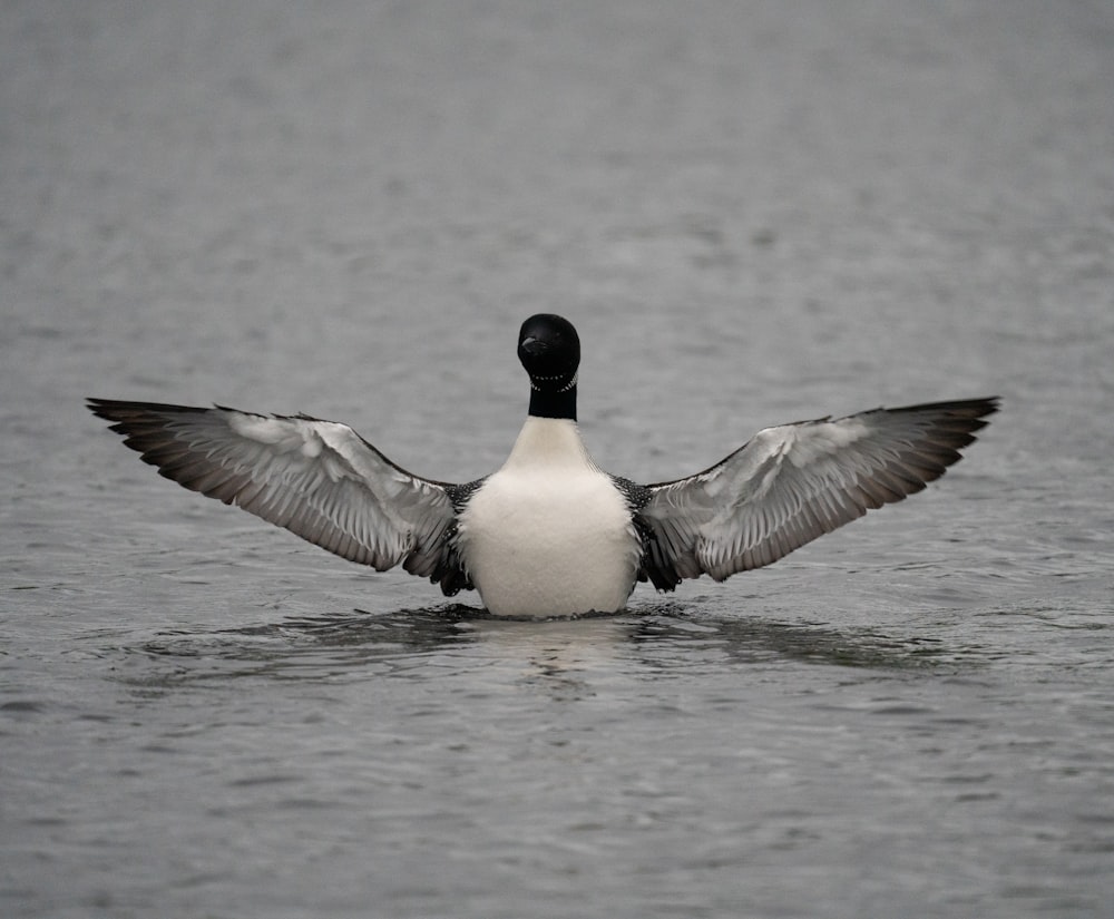 a bird flying over water