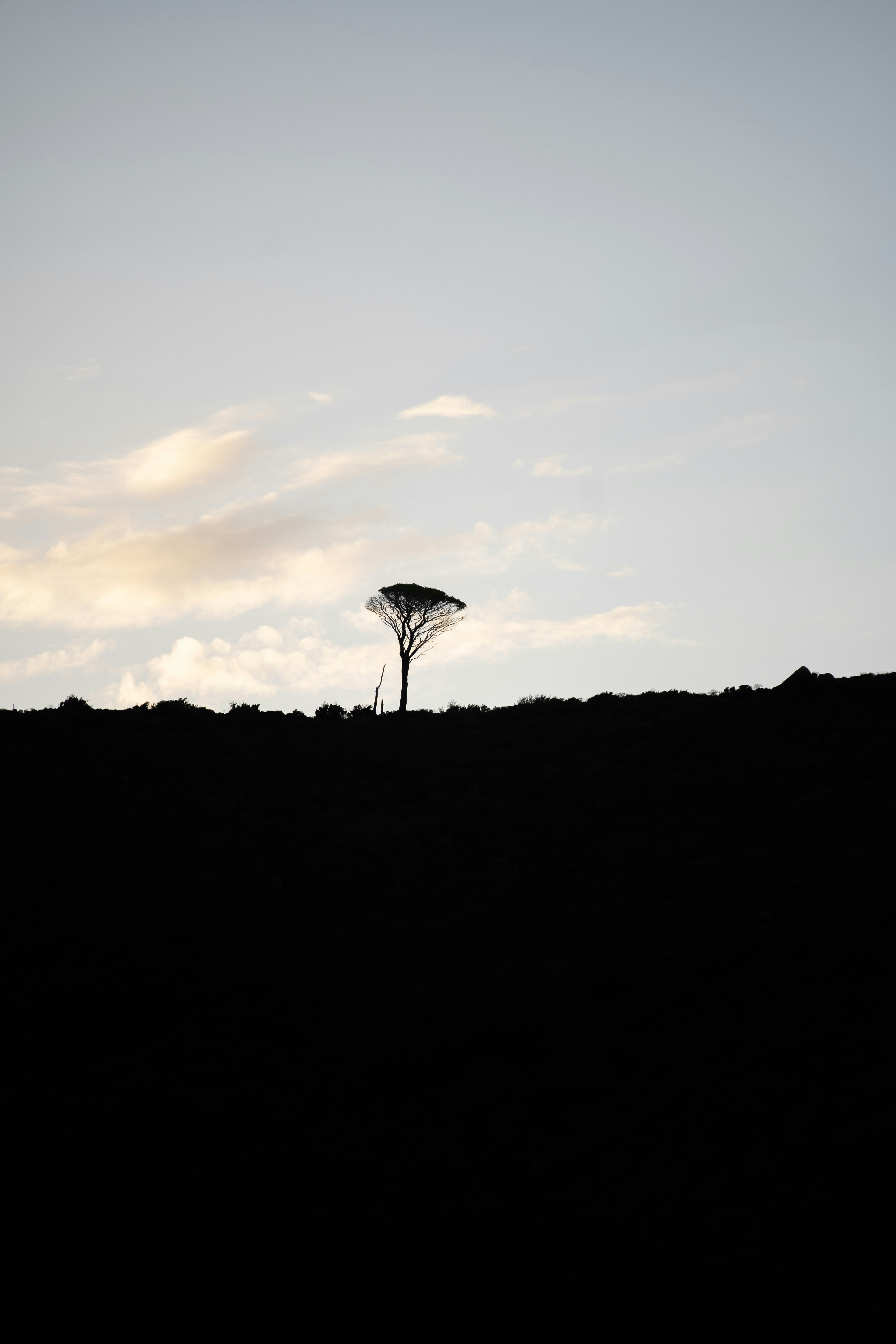Die Silhouette eines Baumes und ein blauer Himmel