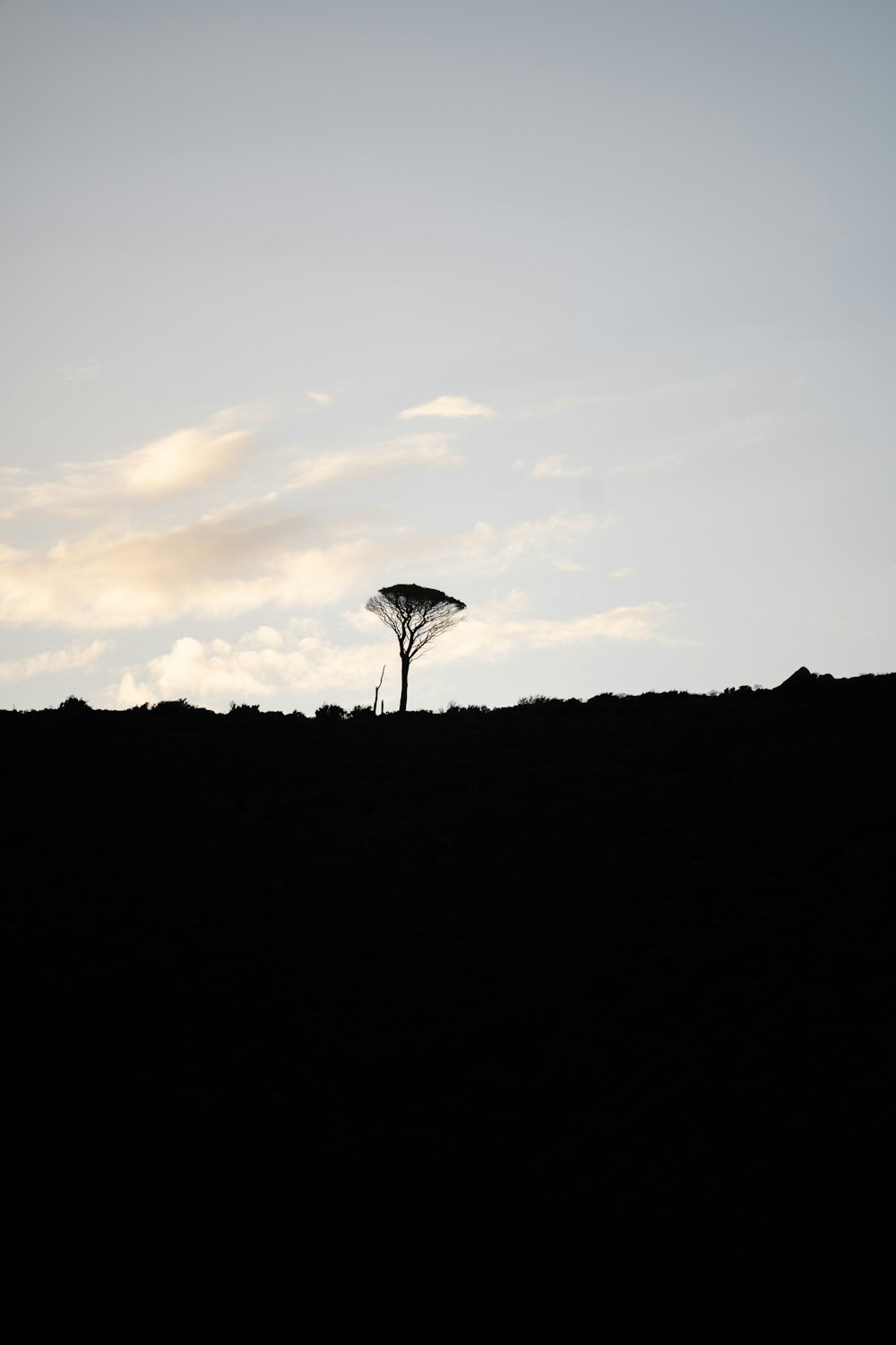 a silhouette of a tree and a blue sky