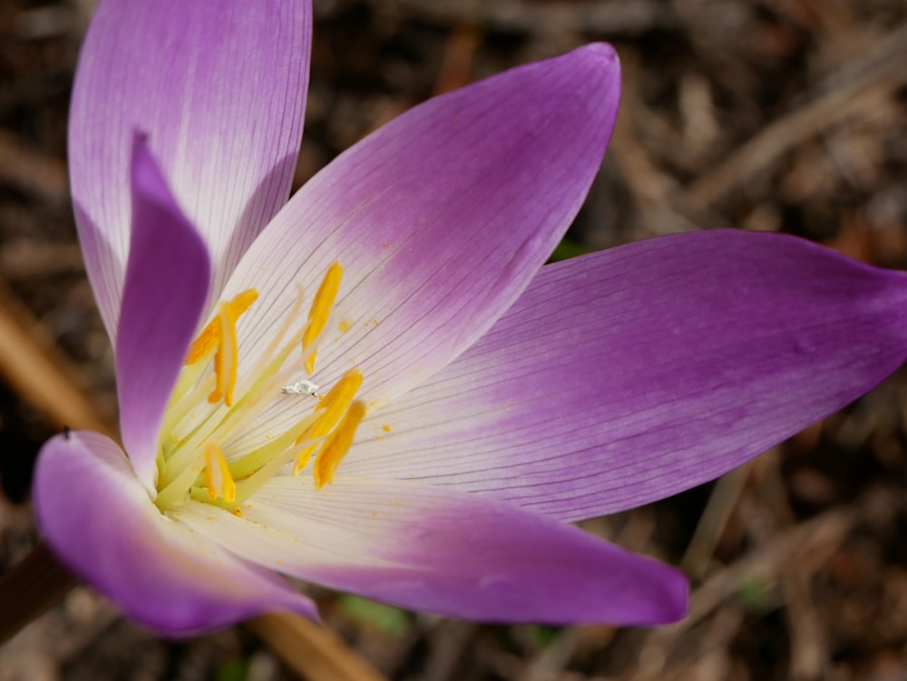 a close up of a flower