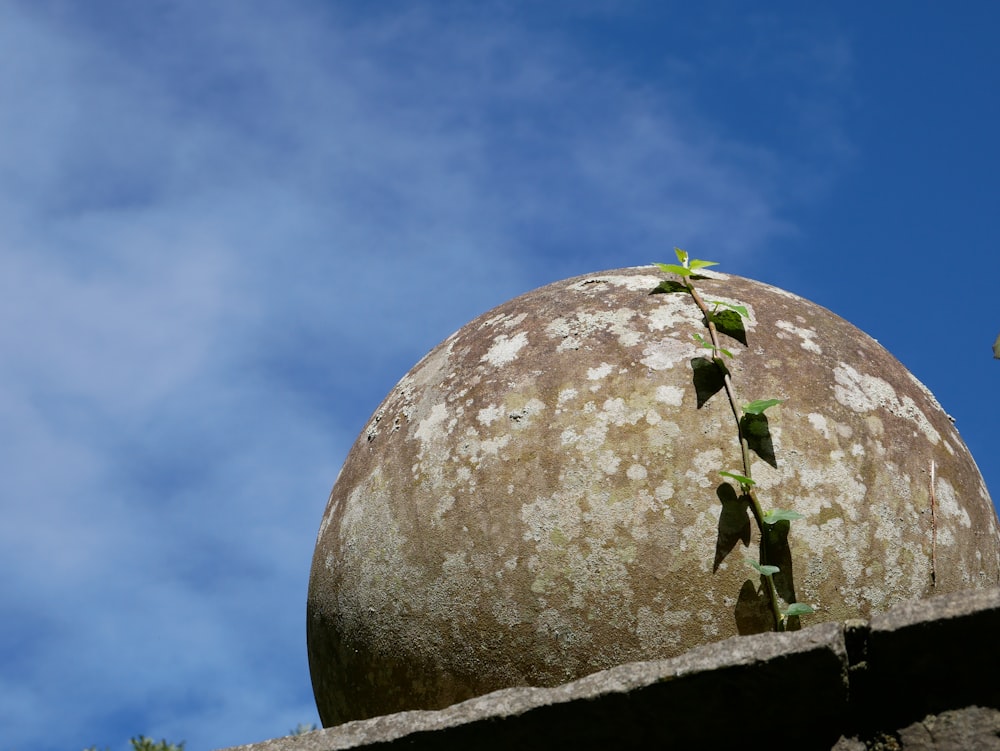 a large rock with a plant growing out of it