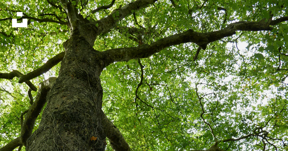 Un árbol con muchas ramas foto – Imagen de Planta gratuita en Unsplash