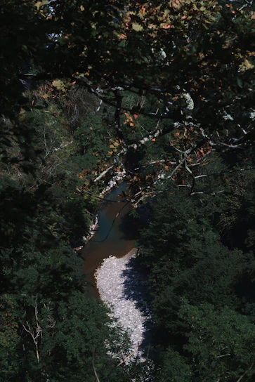 A sunlit Surinamese riverbank where herbs grow wild and vibrant.