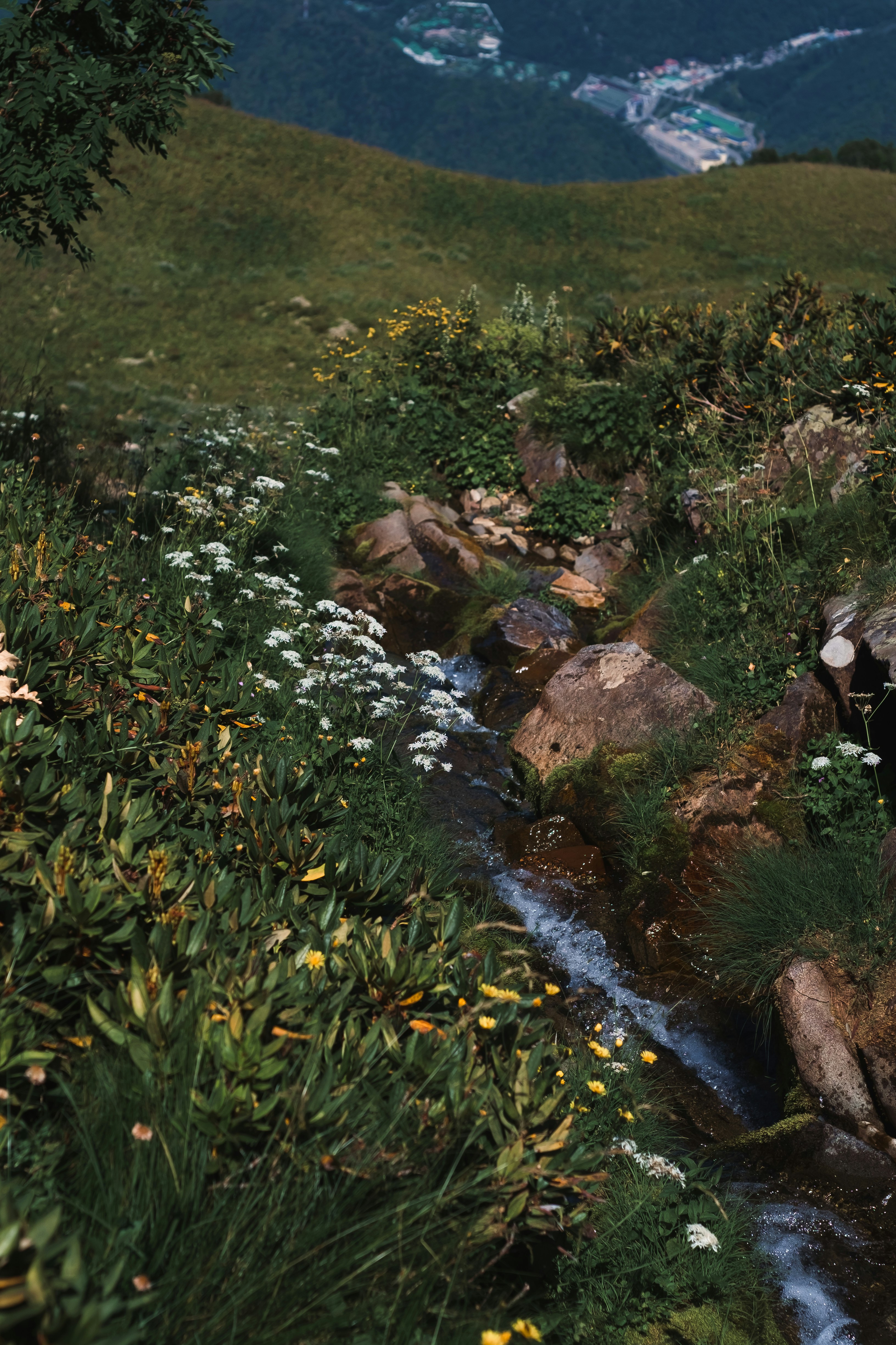 a stream of water running through a grassy area