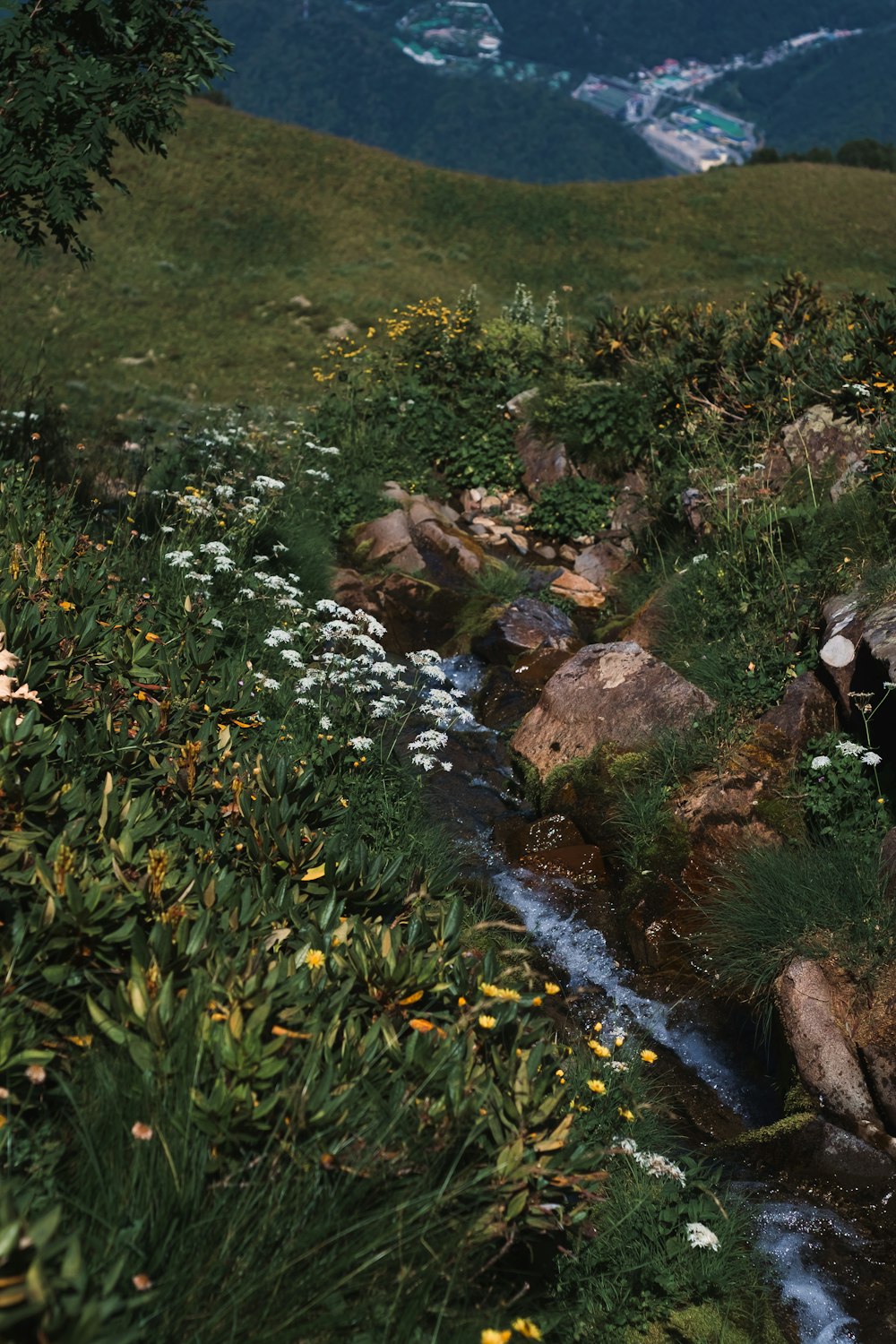 a stream of water running through a grassy area