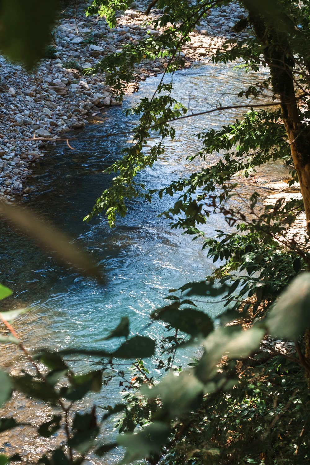 a river with trees and plants