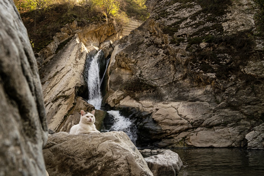 a cat sitting on a rock by a waterfall