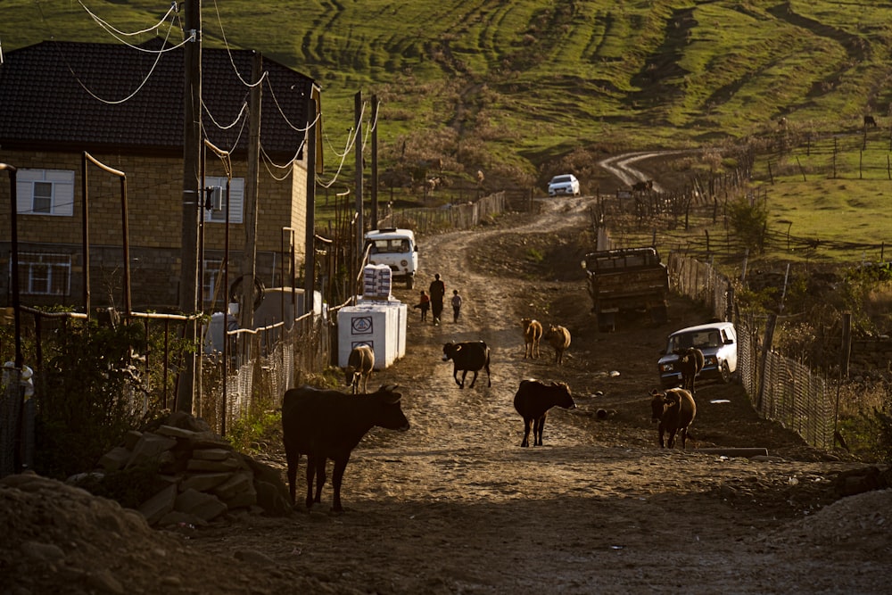 a group of cows walk down a dirt road
