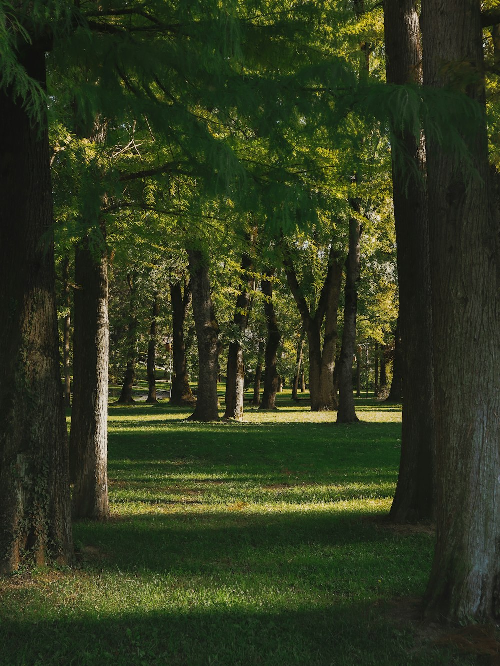 a grassy area with trees around it