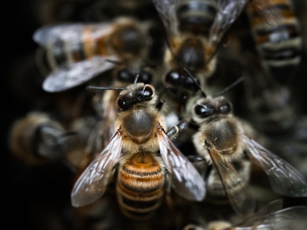 a close up of a bee