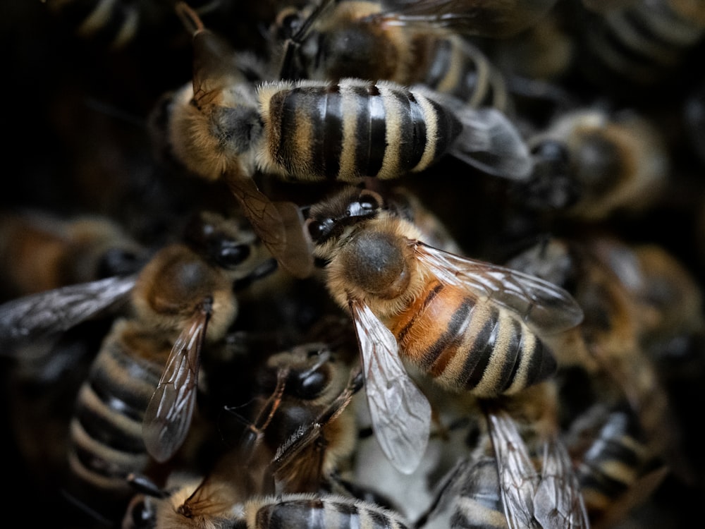 a group of bees