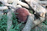 Several logs are piled on top of each other, partially surrounded by green foliage. One log is prominently cut, displaying concentric growth rings. The bark is rough and textured, and the scene is lit by natural light.