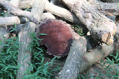 Several logs are piled on top of each other, partially surrounded by green foliage. One log is prominently cut, displaying concentric growth rings. The bark is rough and textured, and the scene is lit by natural light.