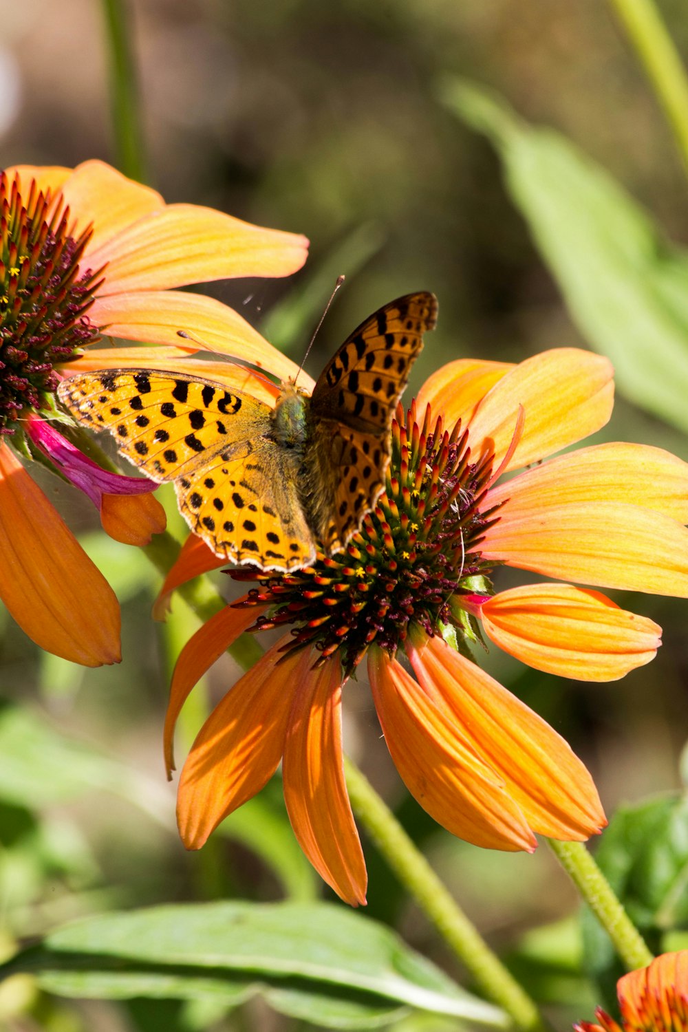 a butterfly on a flower