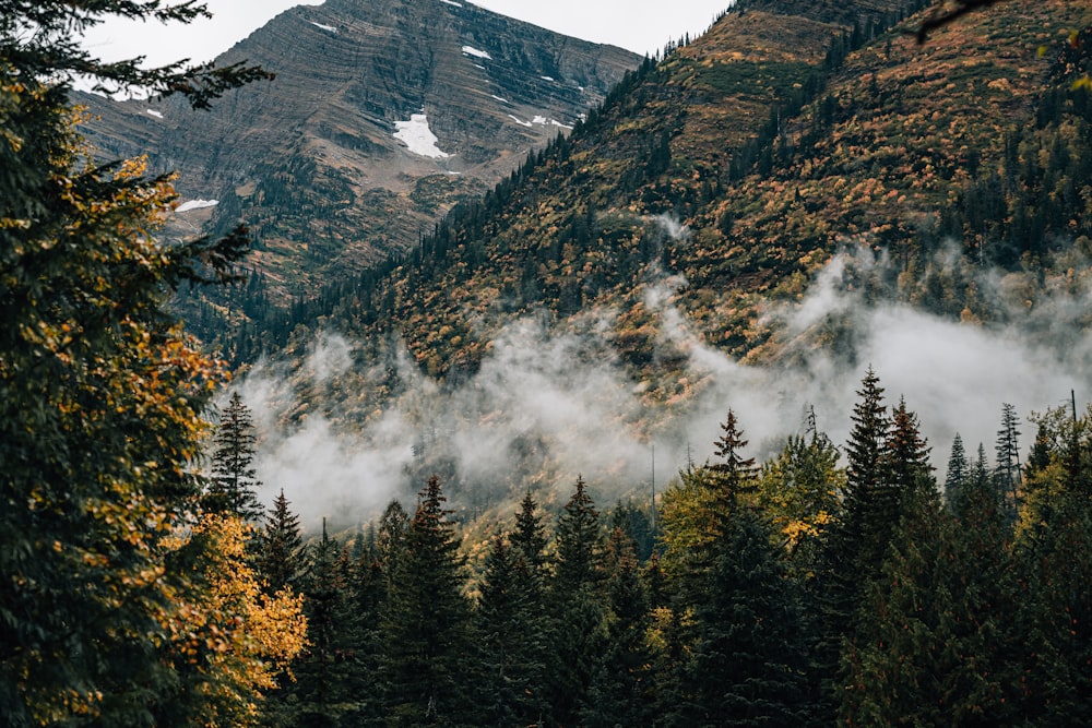 a waterfall in a forest