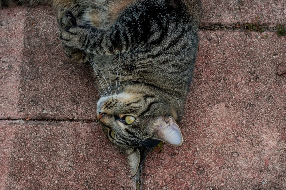 a cat lying on its back