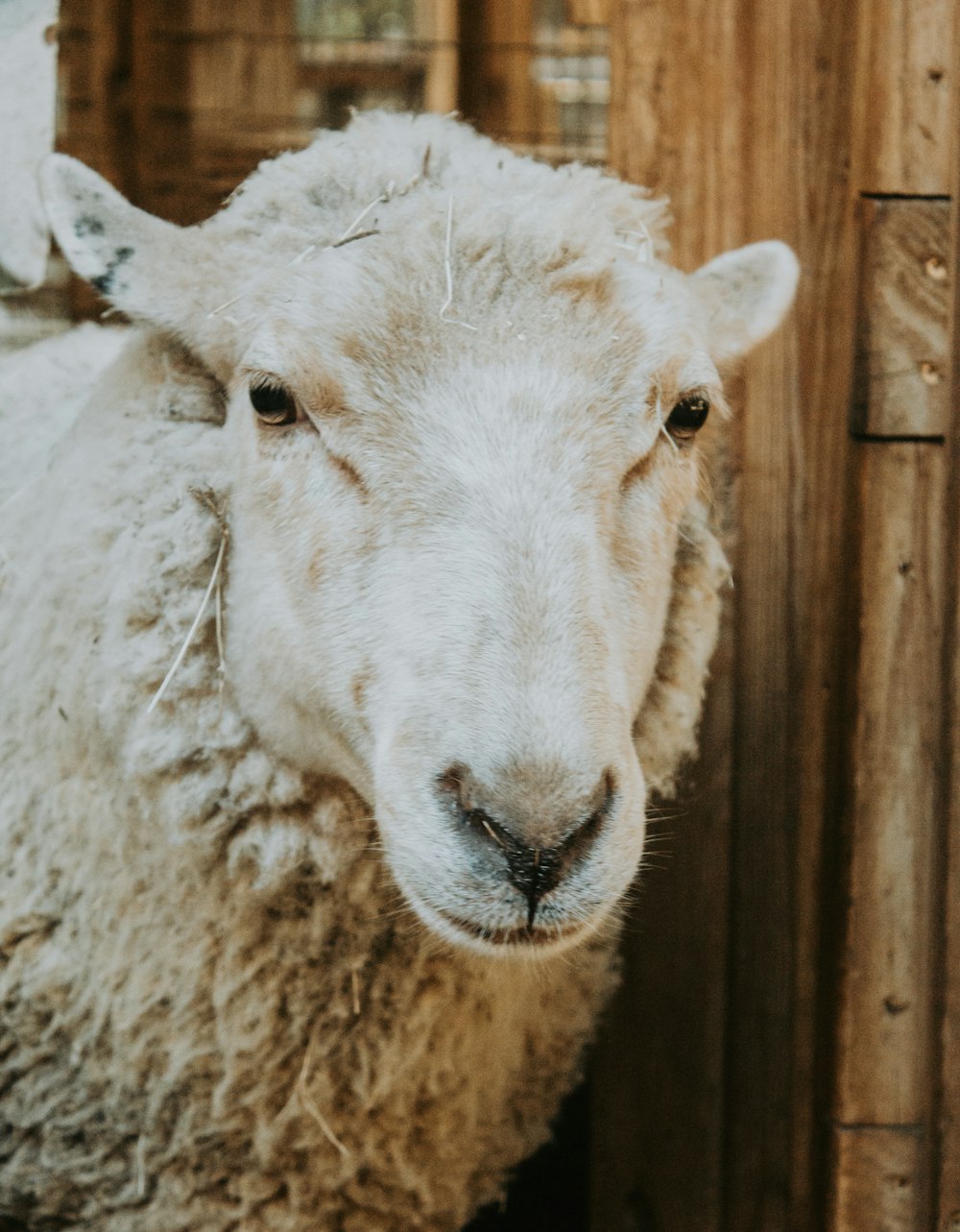 a white sheep with a white face