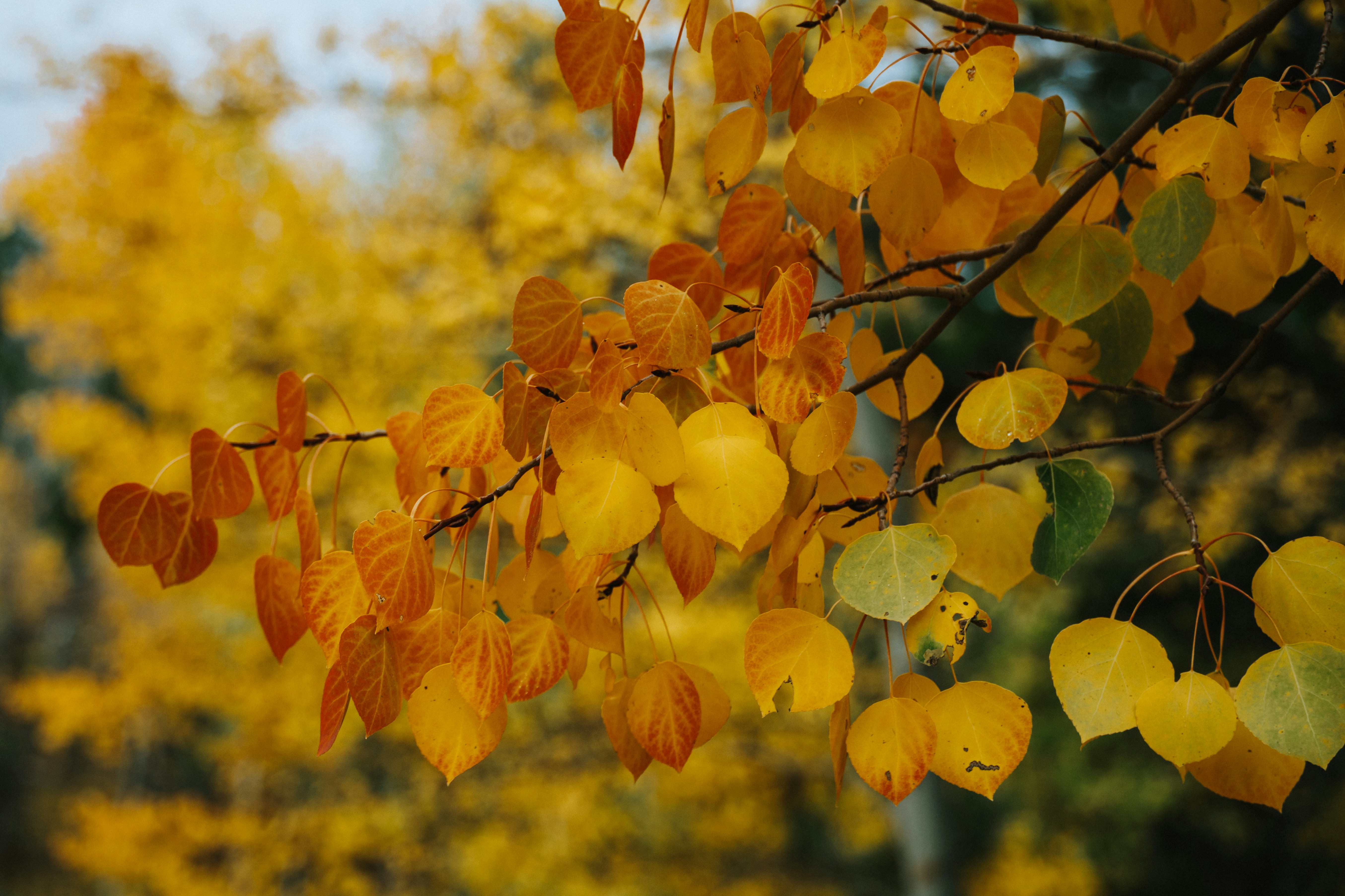 Photo by jaspergribble