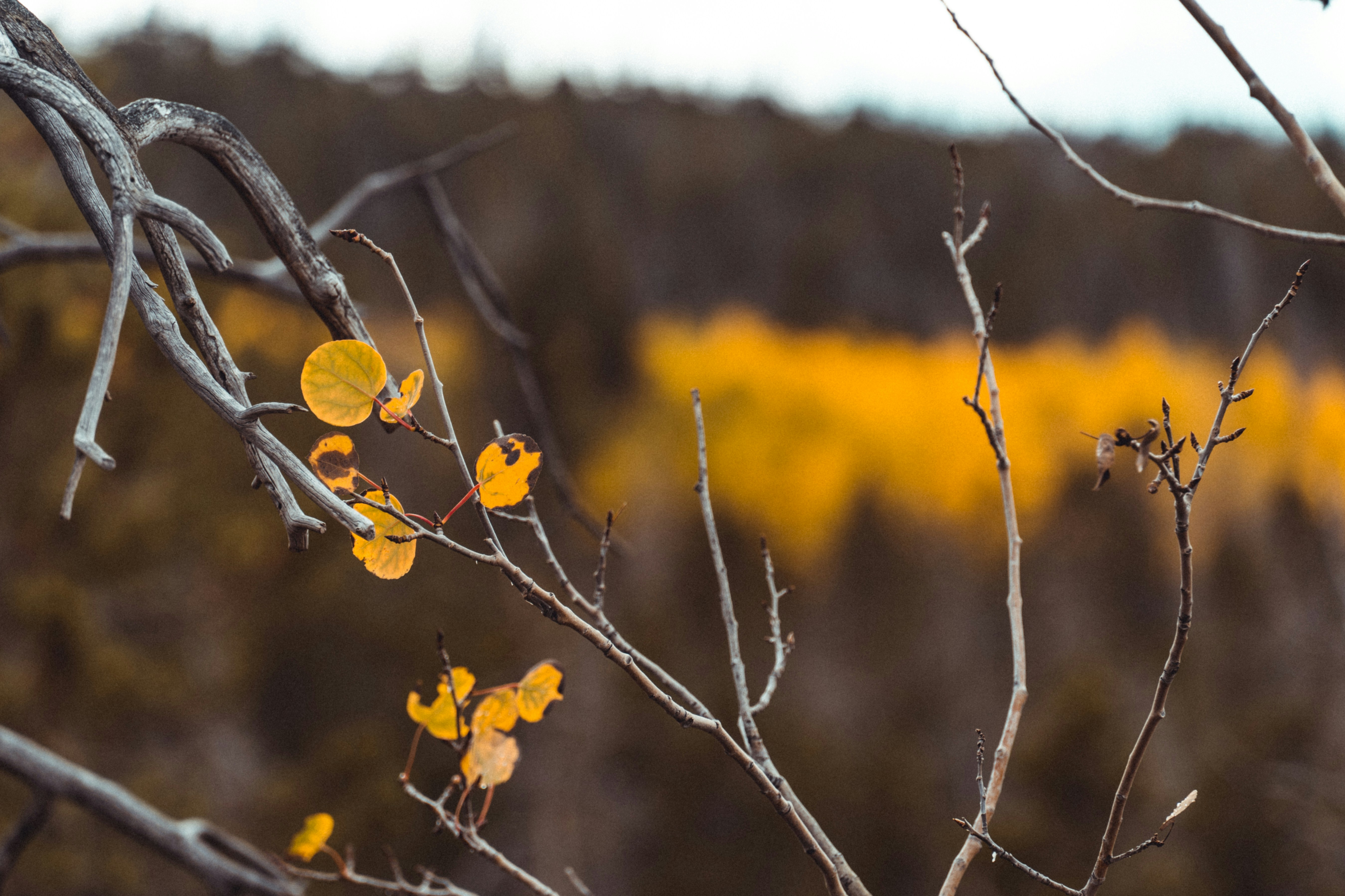 Photo by jaspergribble