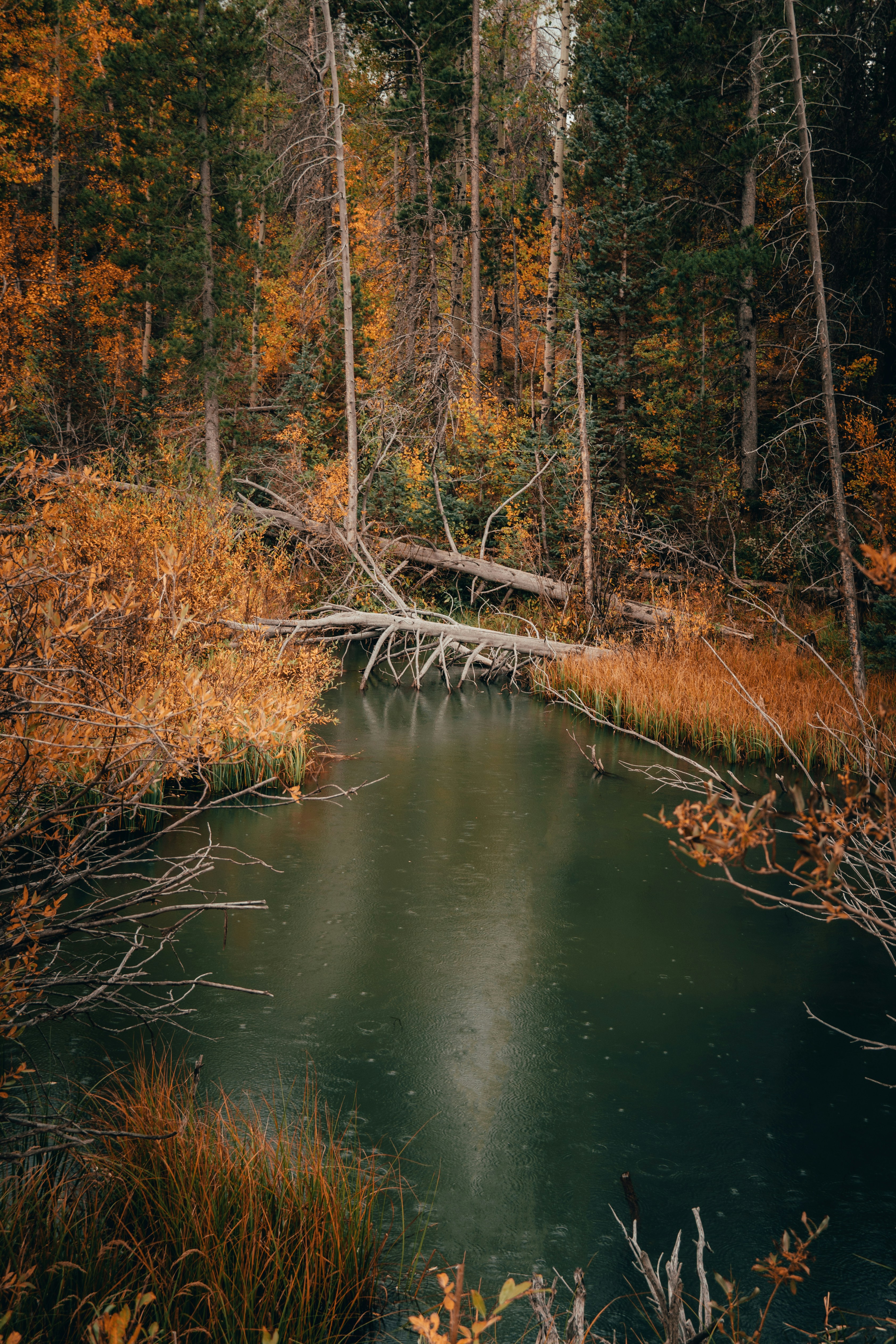 Photo by jaspergribble