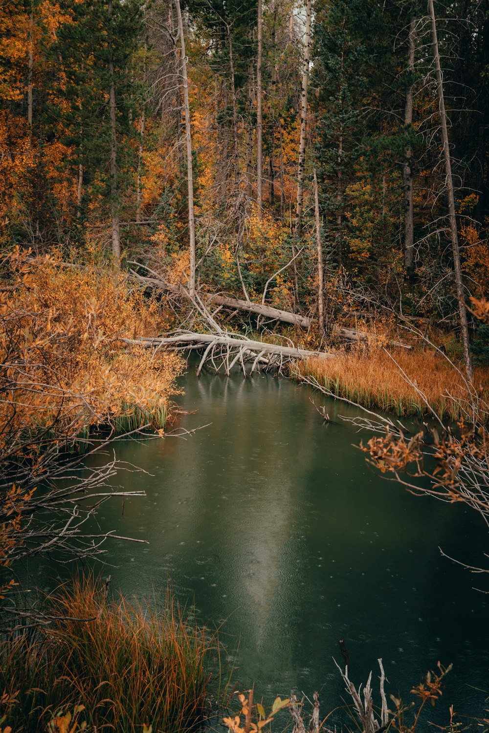 a river in the woods