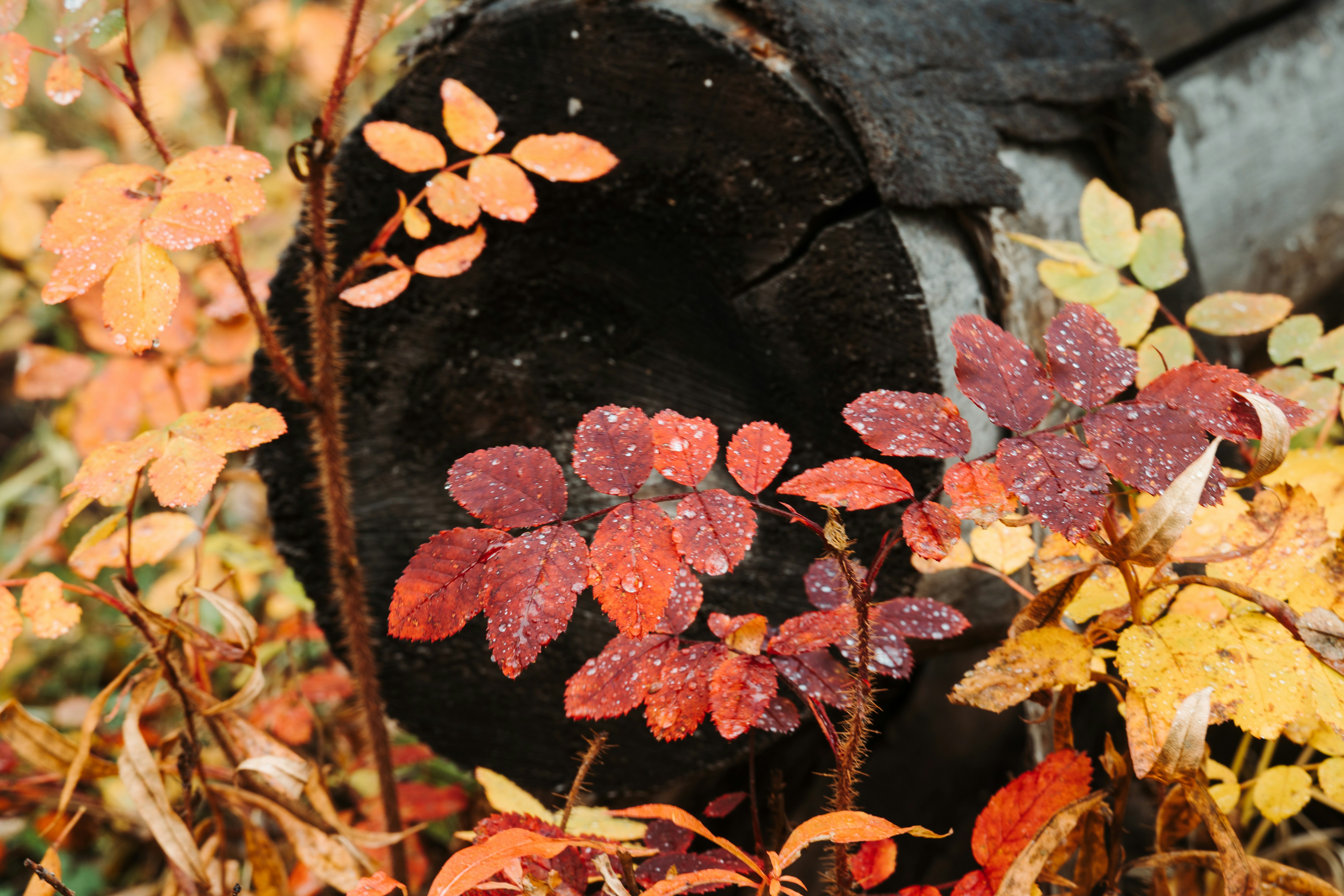 a close up of some leaves