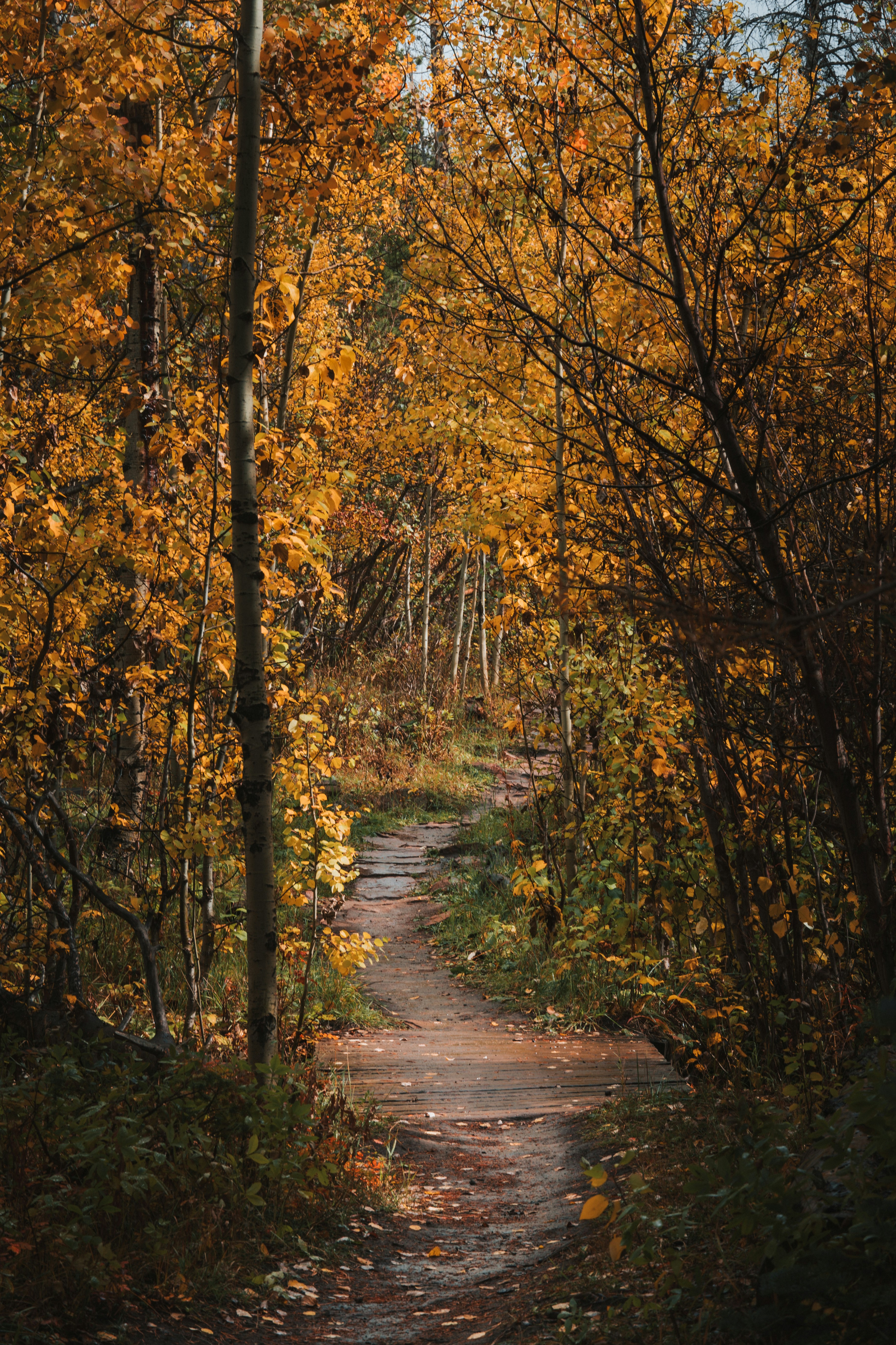 Photo by jaspergribble