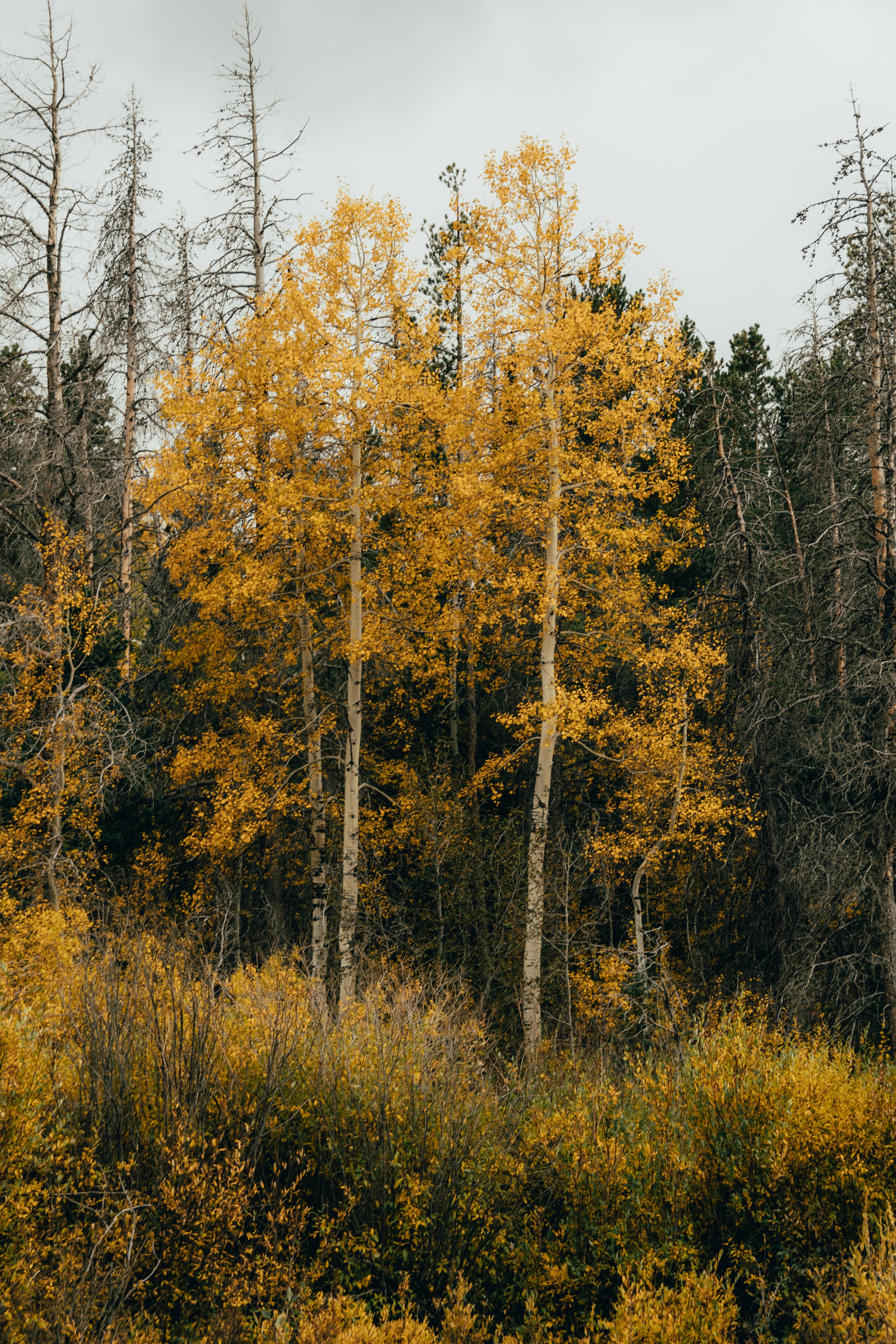 Photo by jaspergribble