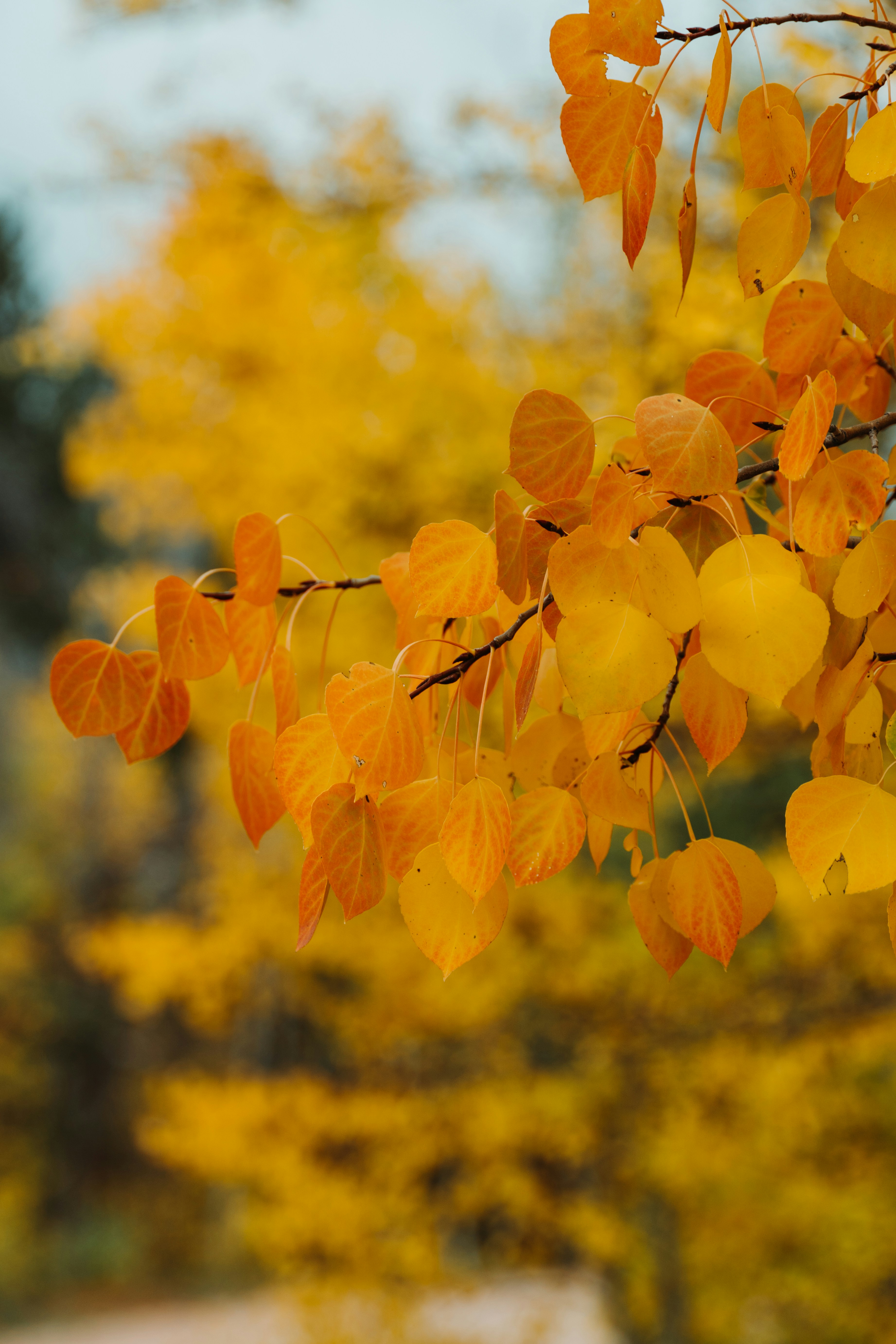 Photo by jaspergribble