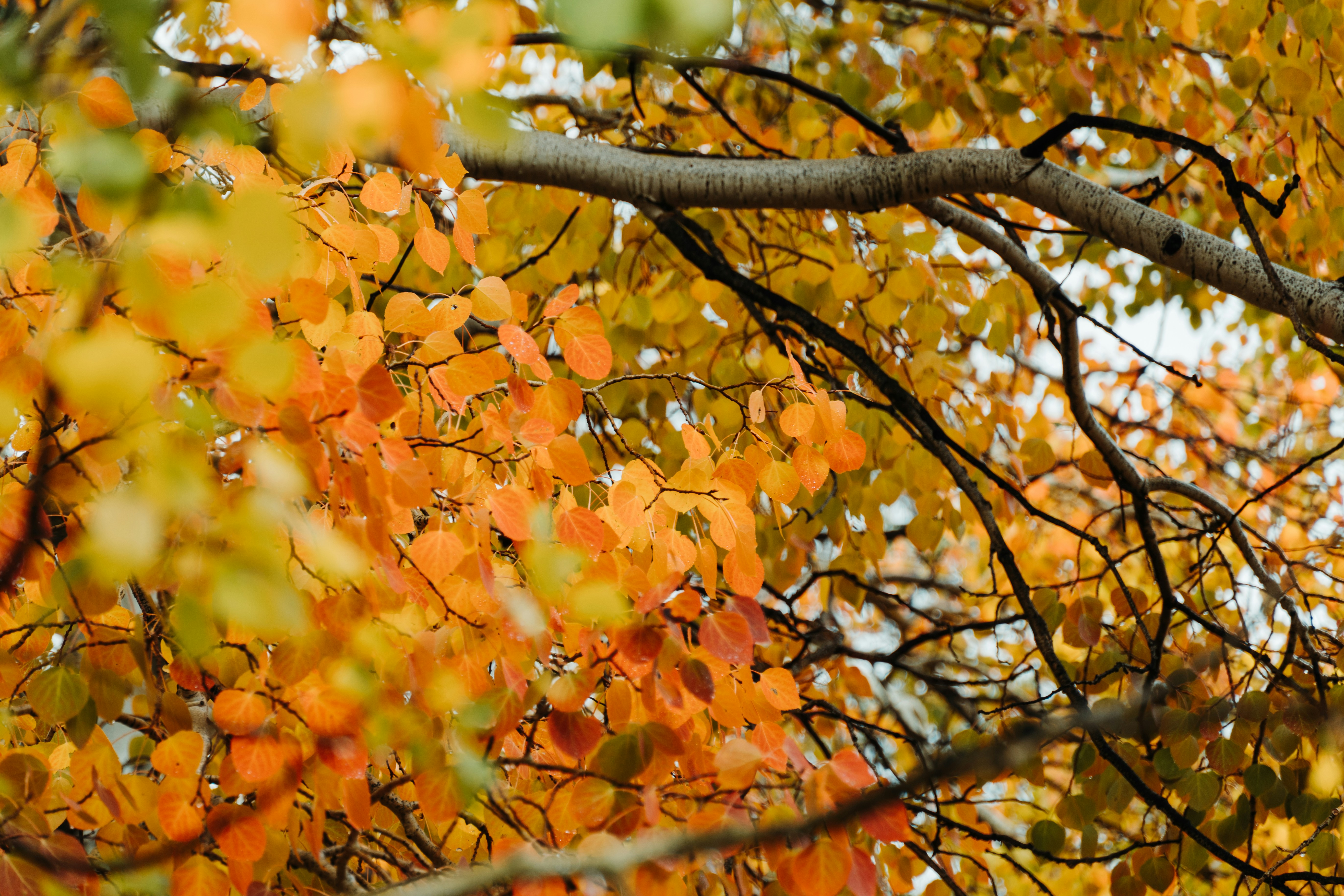 fall leaves wallpaper, wallpaper, Fall Crafts for Adults: Easy & Creative Ideas 5